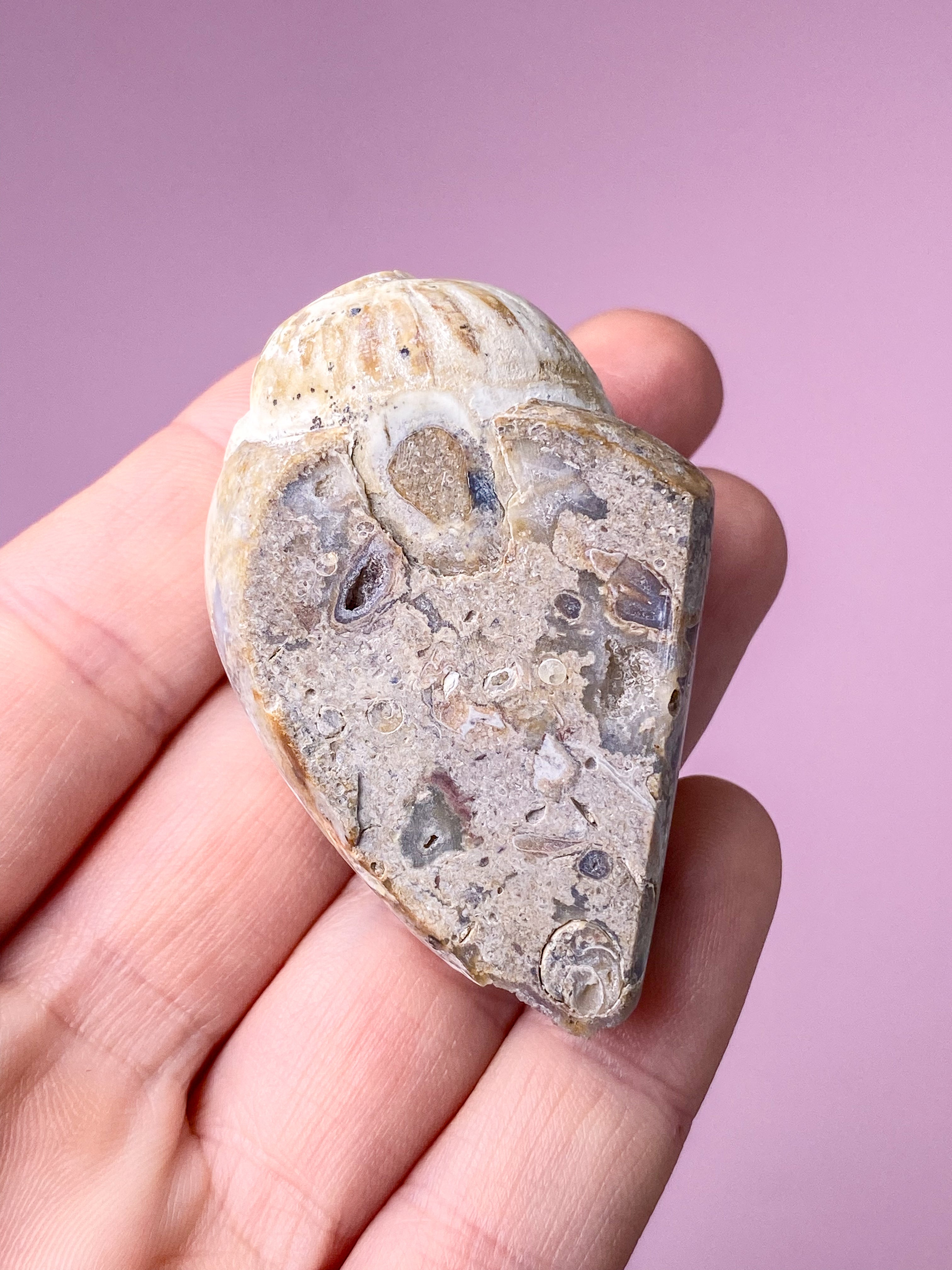 Druzy Konkylie Fossil (Nr. 29)