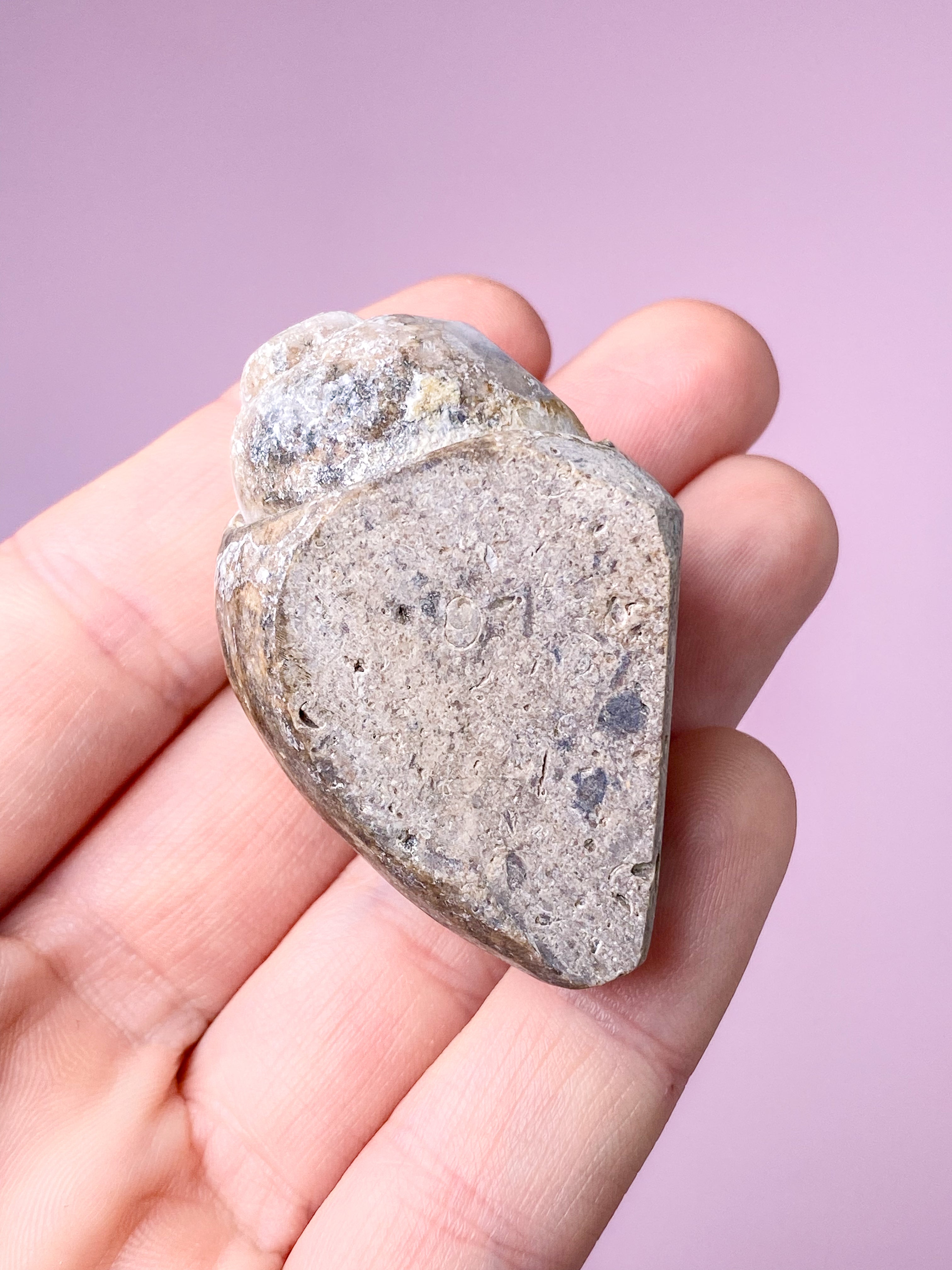 Druzy Konkylie Fossil (Nr. 30)