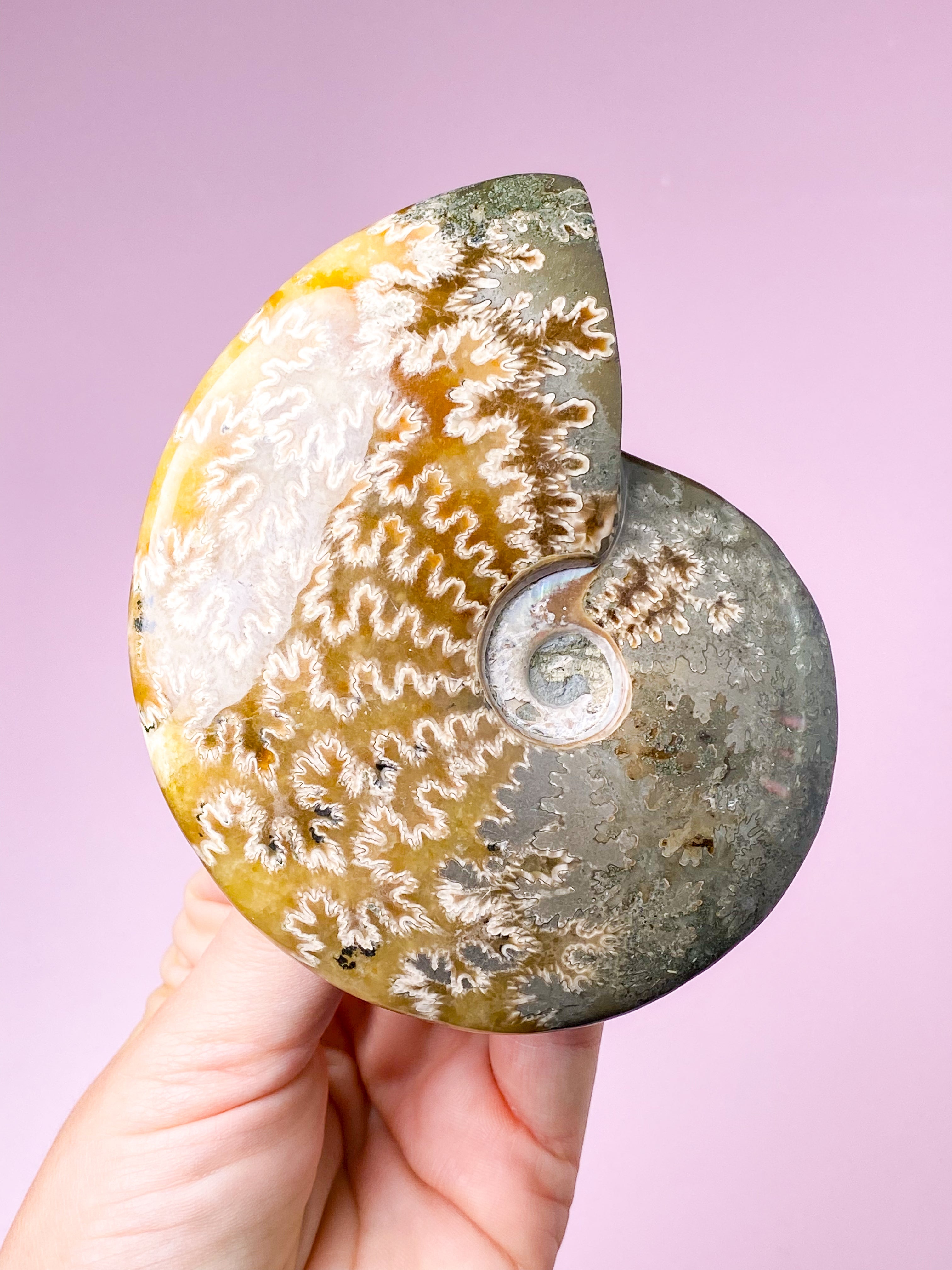 Jigsaw Ammonit (Nr. 1)