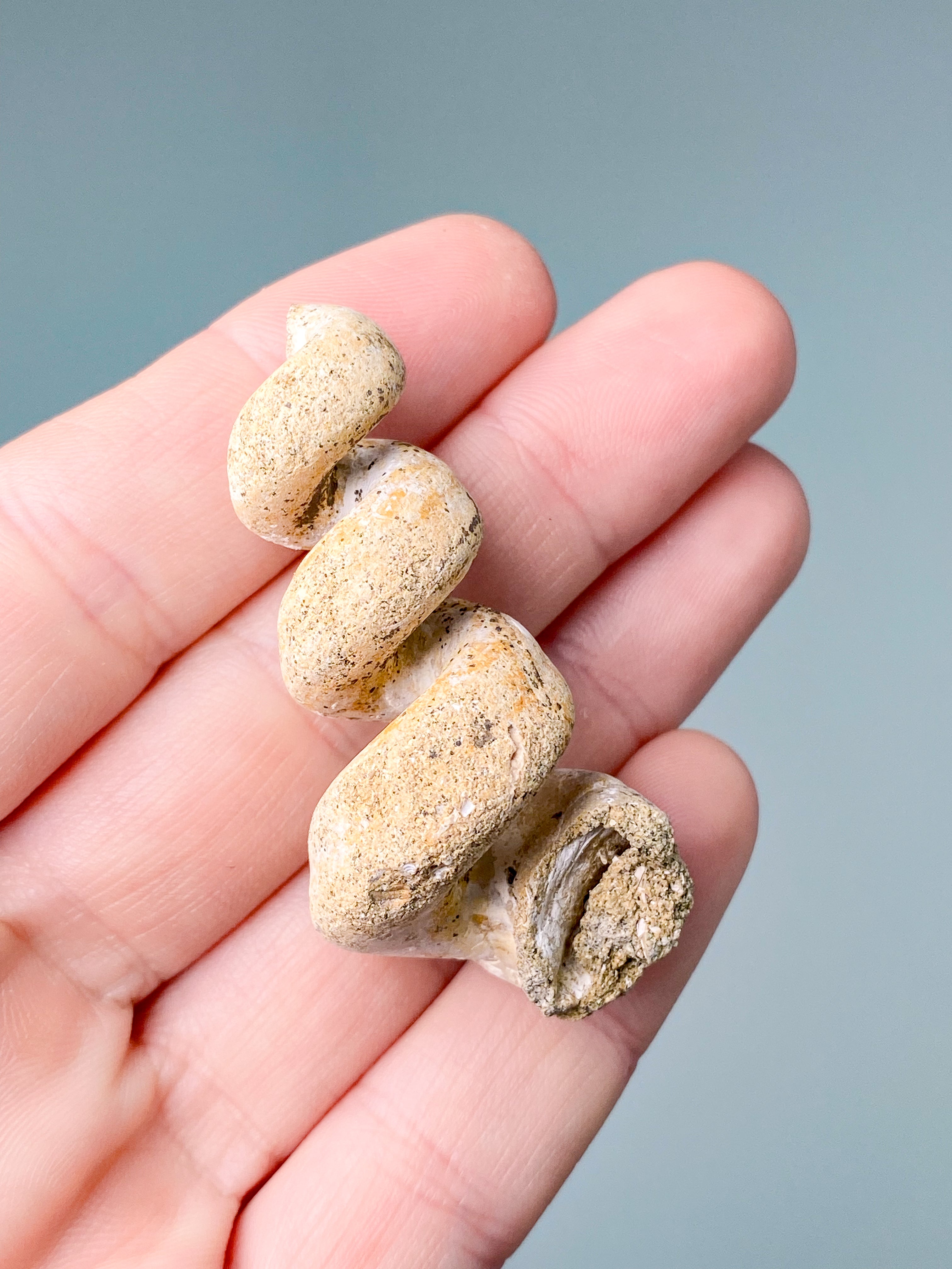 Turritella Fossil (Nr. 5)