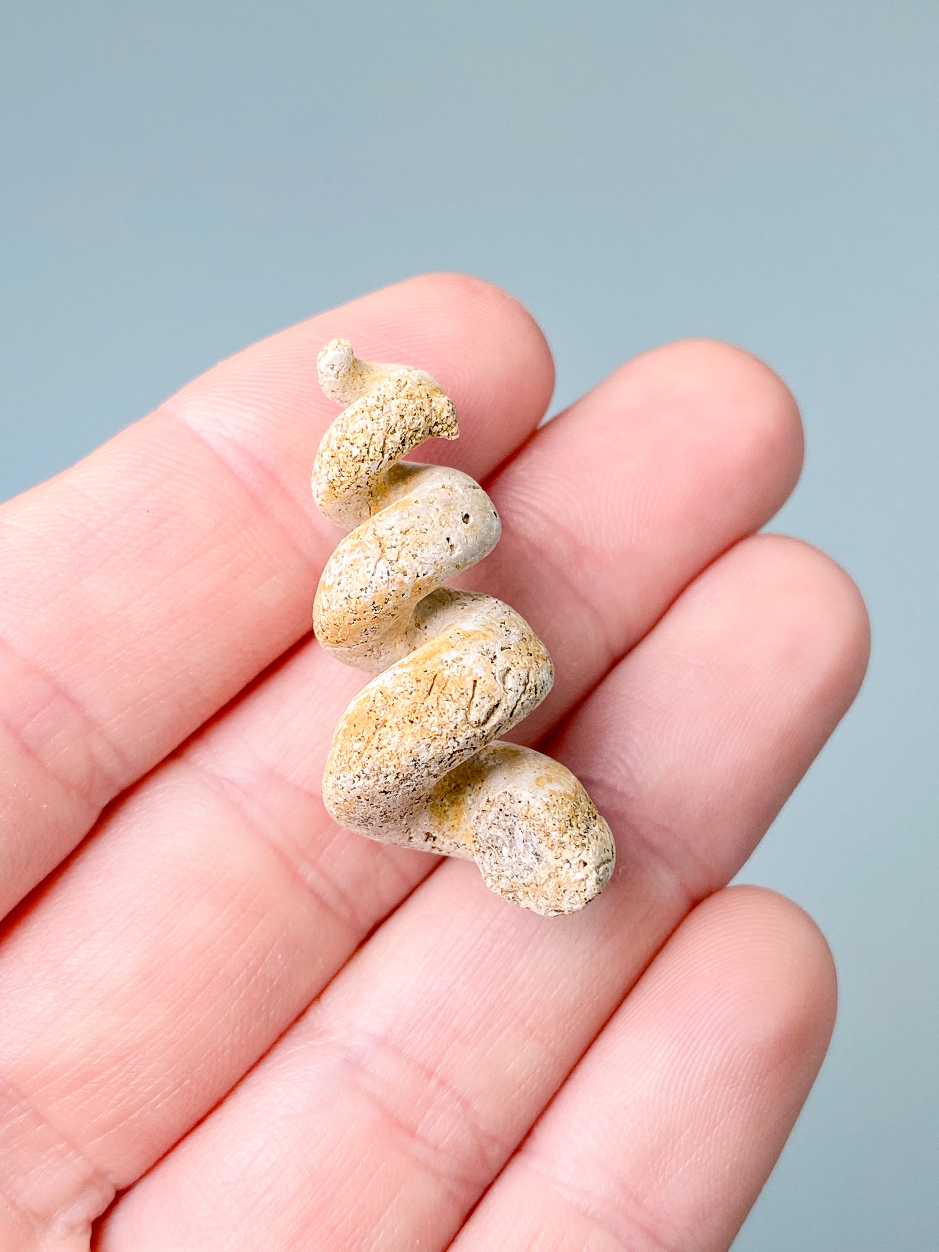 Turritella Fossil (Nr. 8)