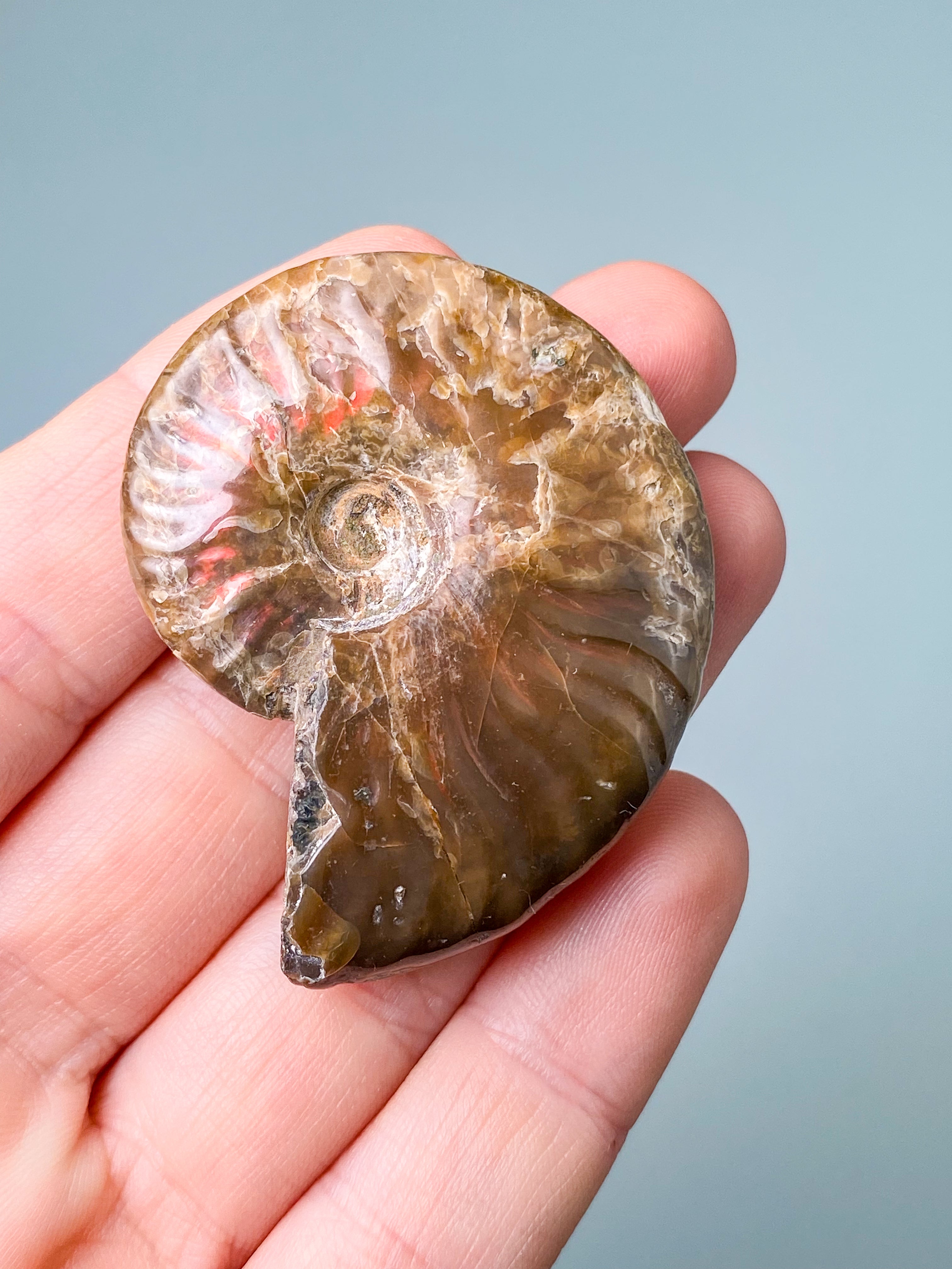 Rød Opaliseret Ammonit (Nr. 2)