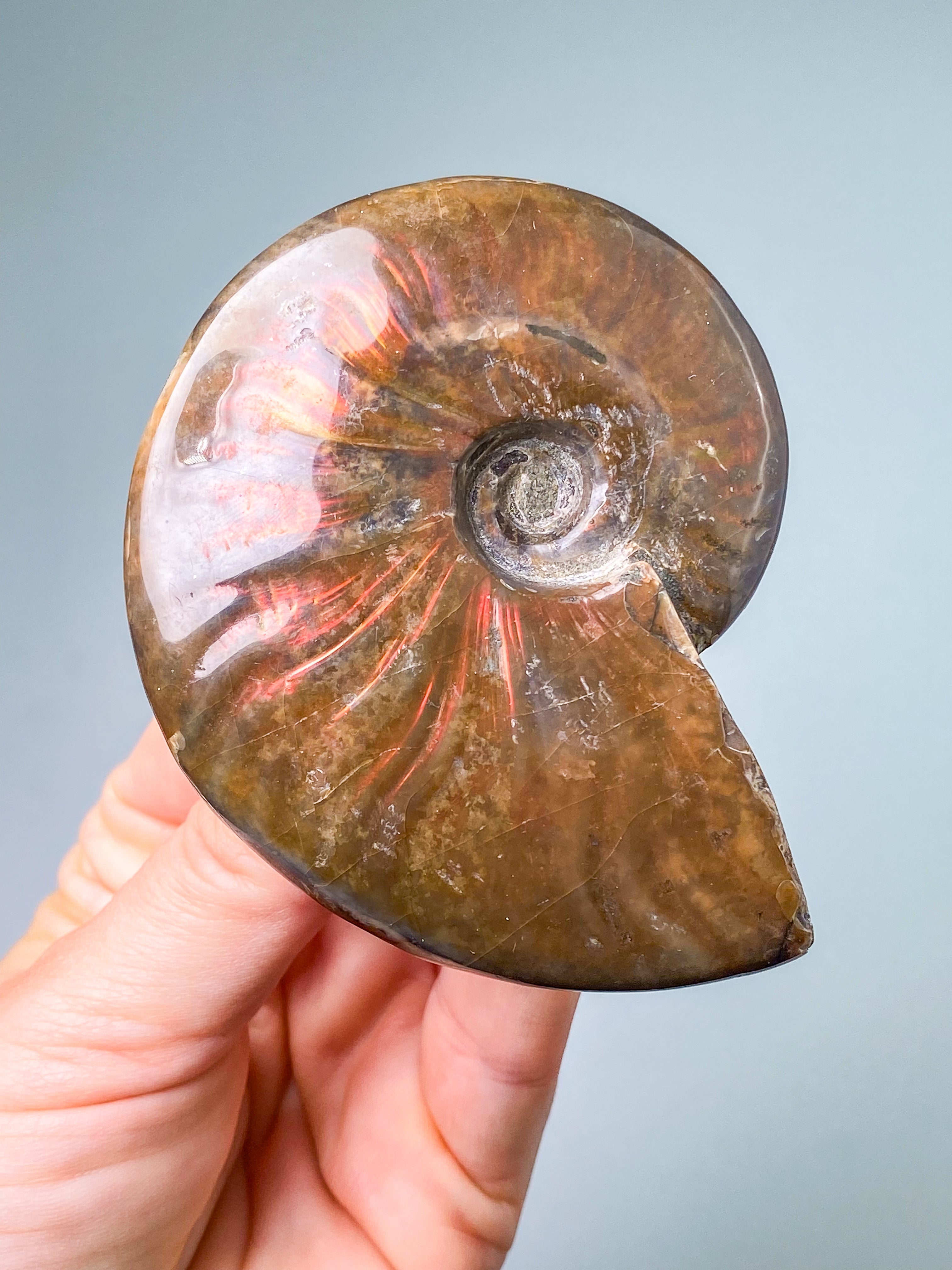 Rød Opaliseret Ammonit (Nr. 6)