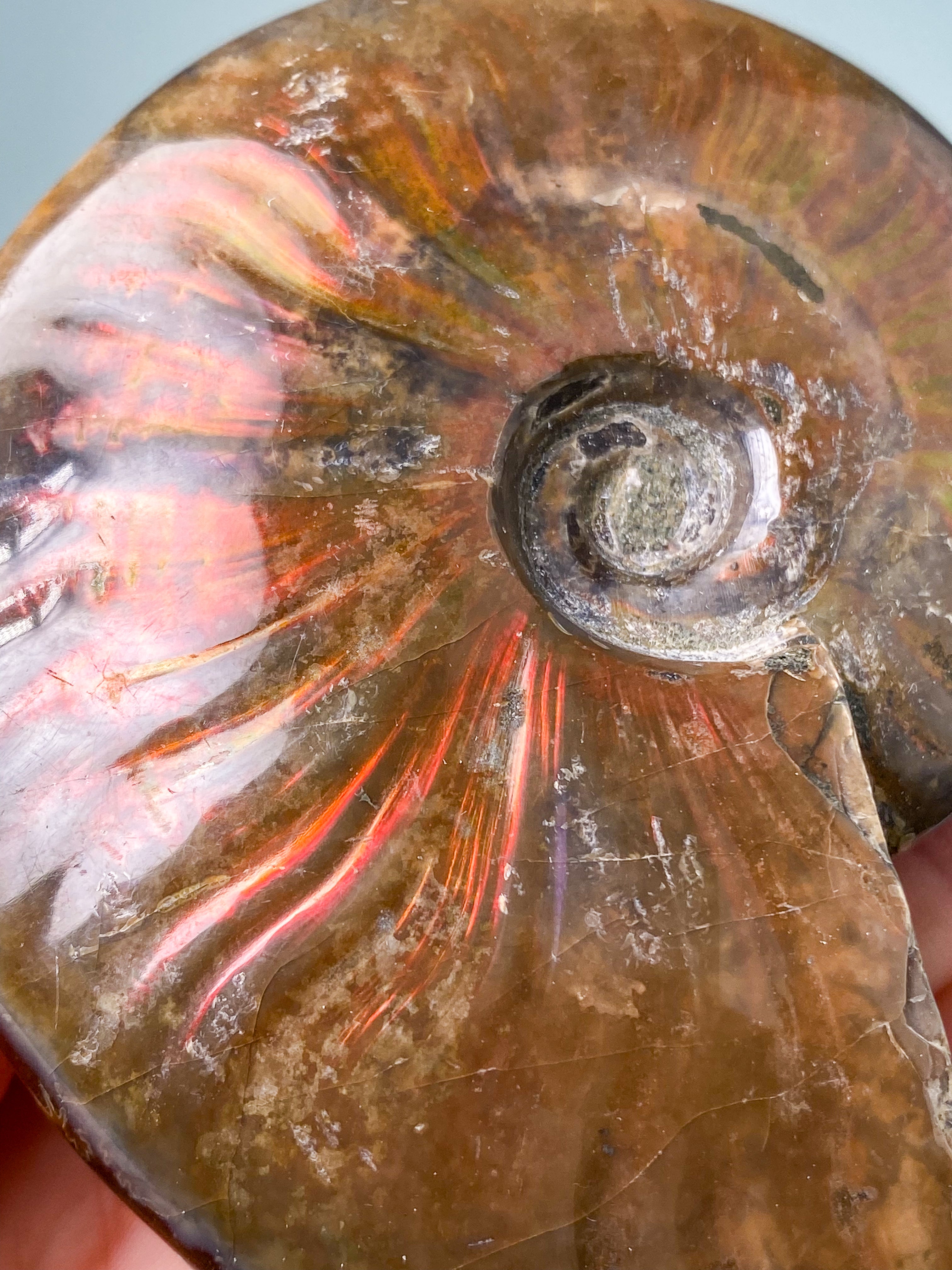 Rød Opaliseret Ammonit (Nr. 6)