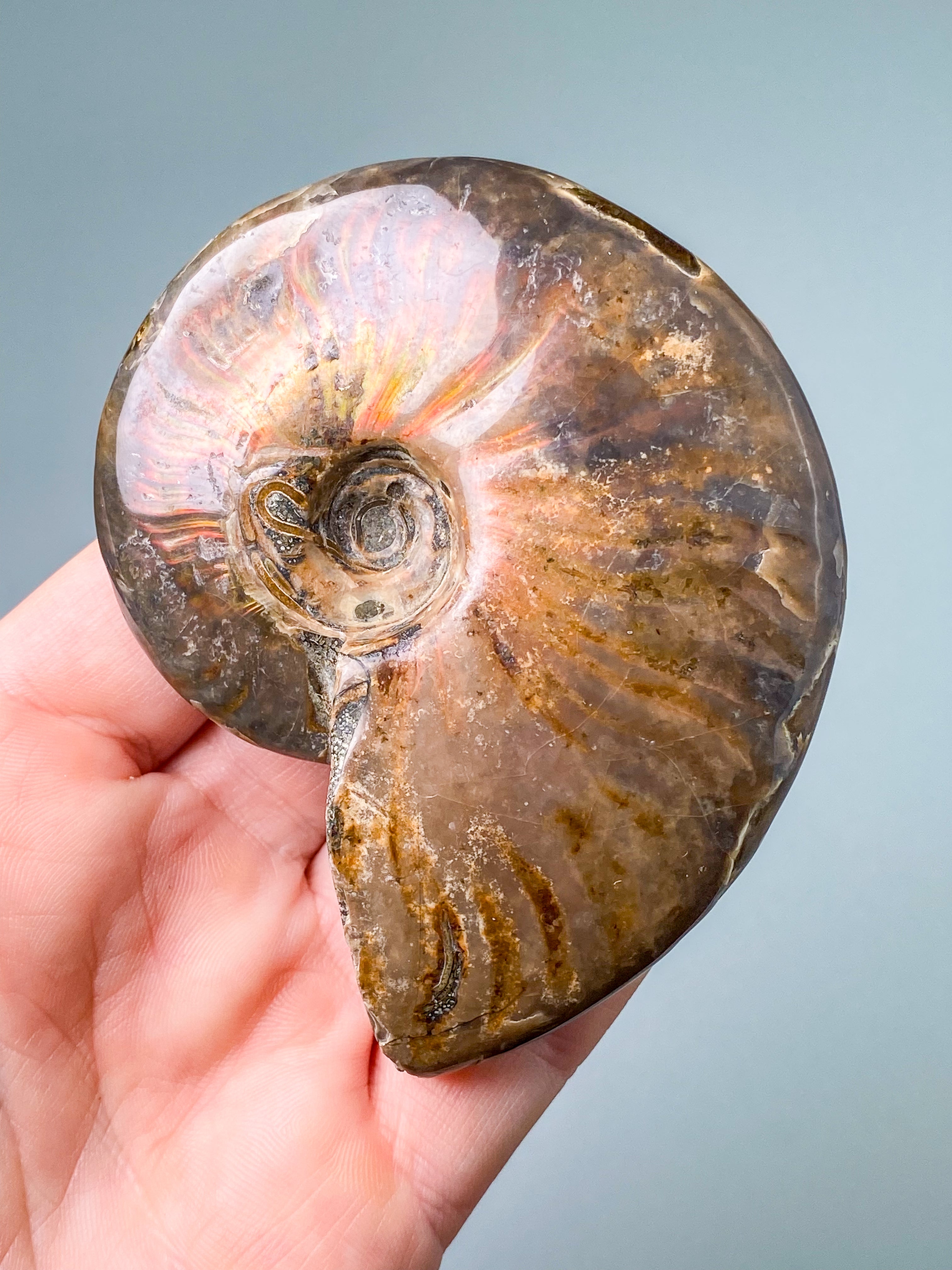 Rød Opaliseret Ammonit (Nr. 6)