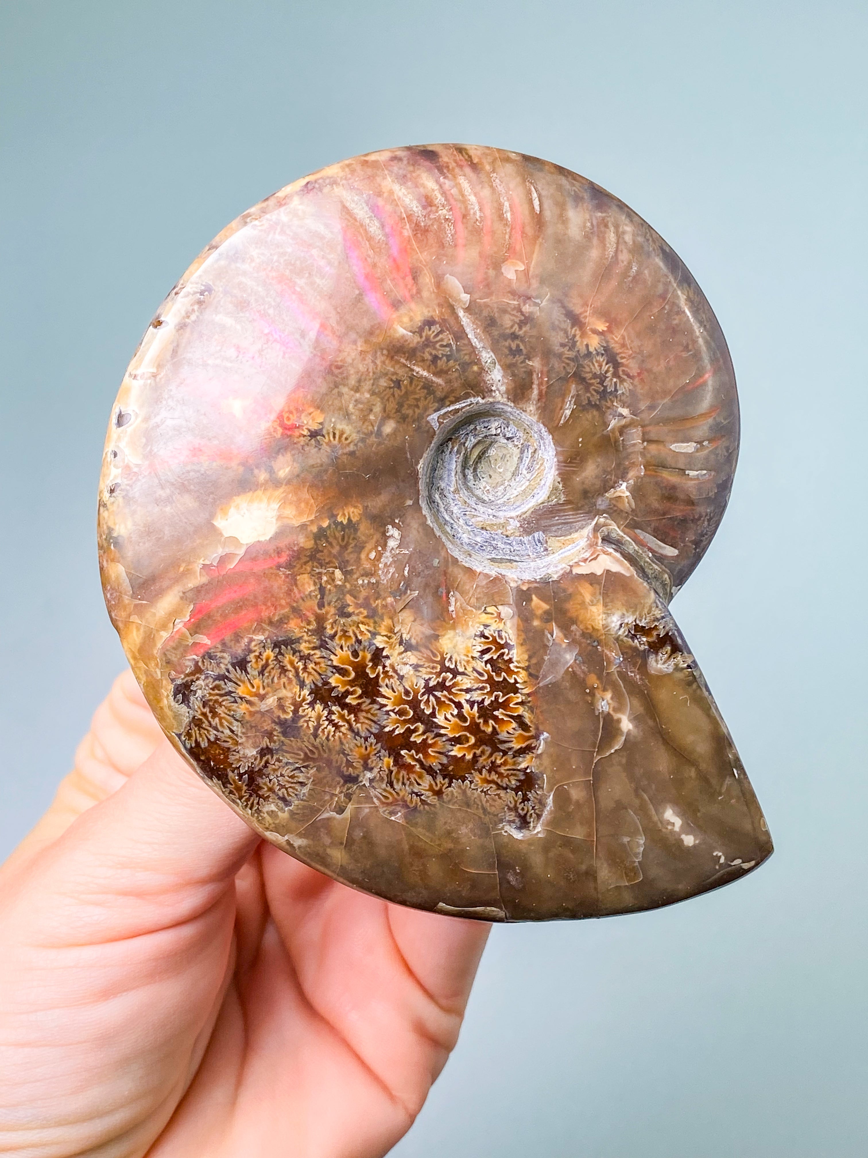 Rød Opaliseret Ammonit (Nr. 7)