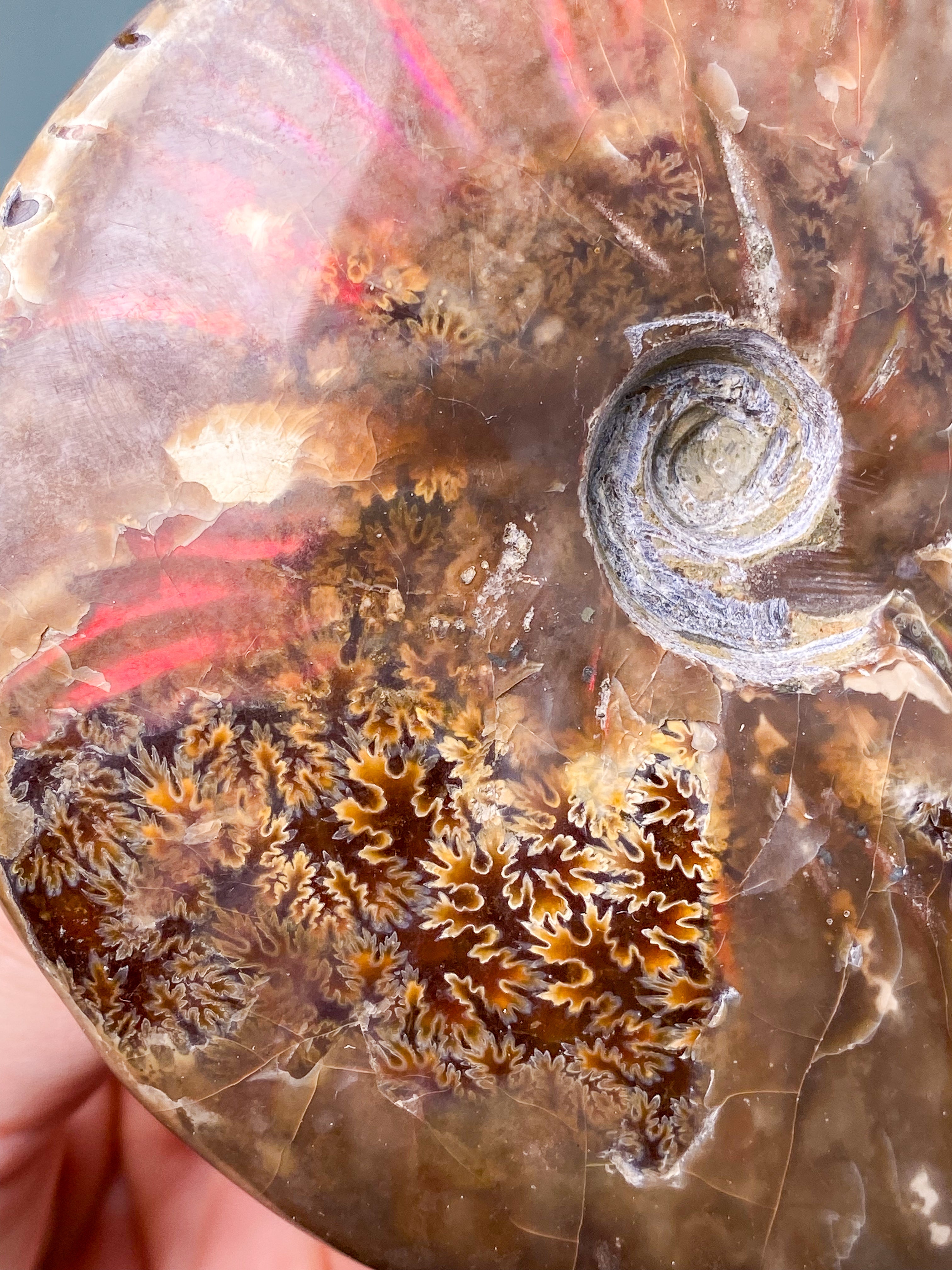 Rød Opaliseret Ammonit (Nr. 7)