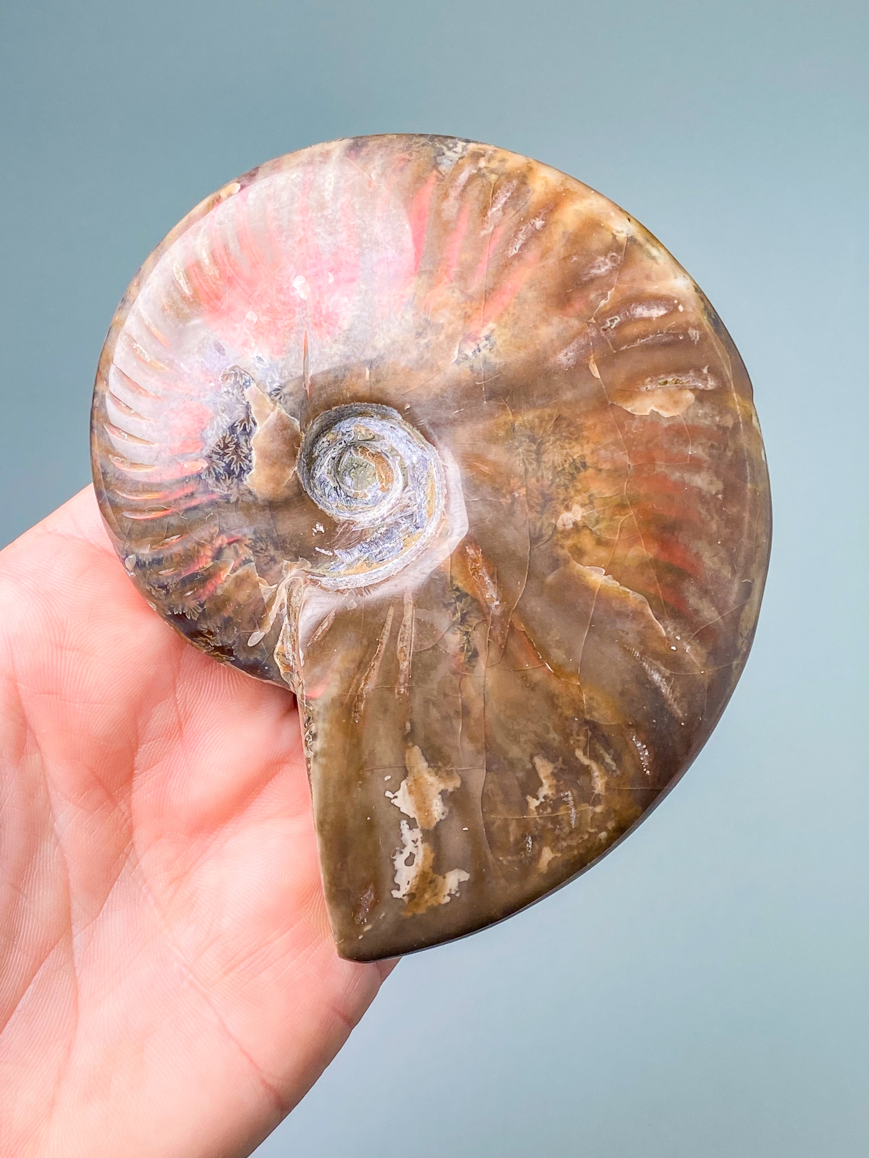 Rød Opaliseret Ammonit (Nr. 7)