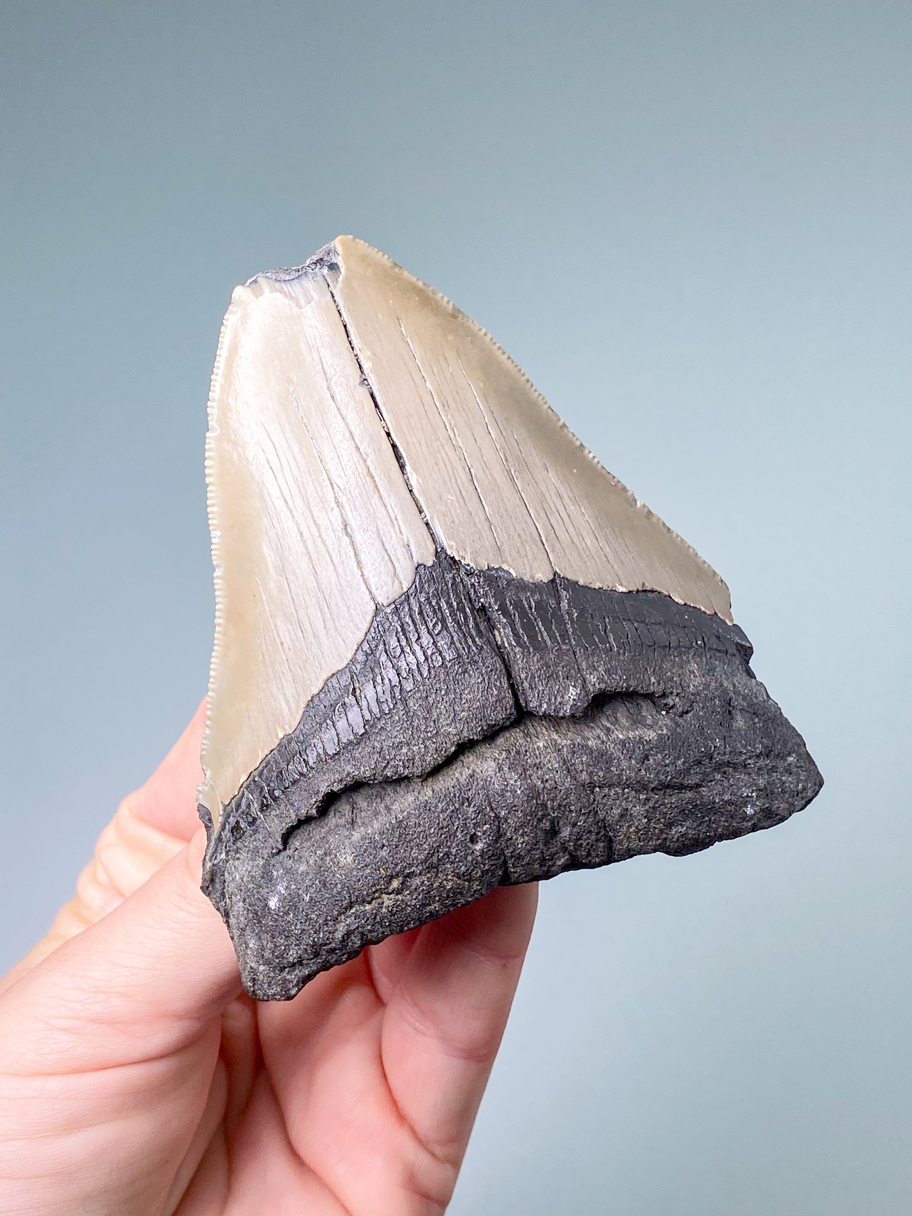 Megalodon Tand Fossil (Nr. 1)