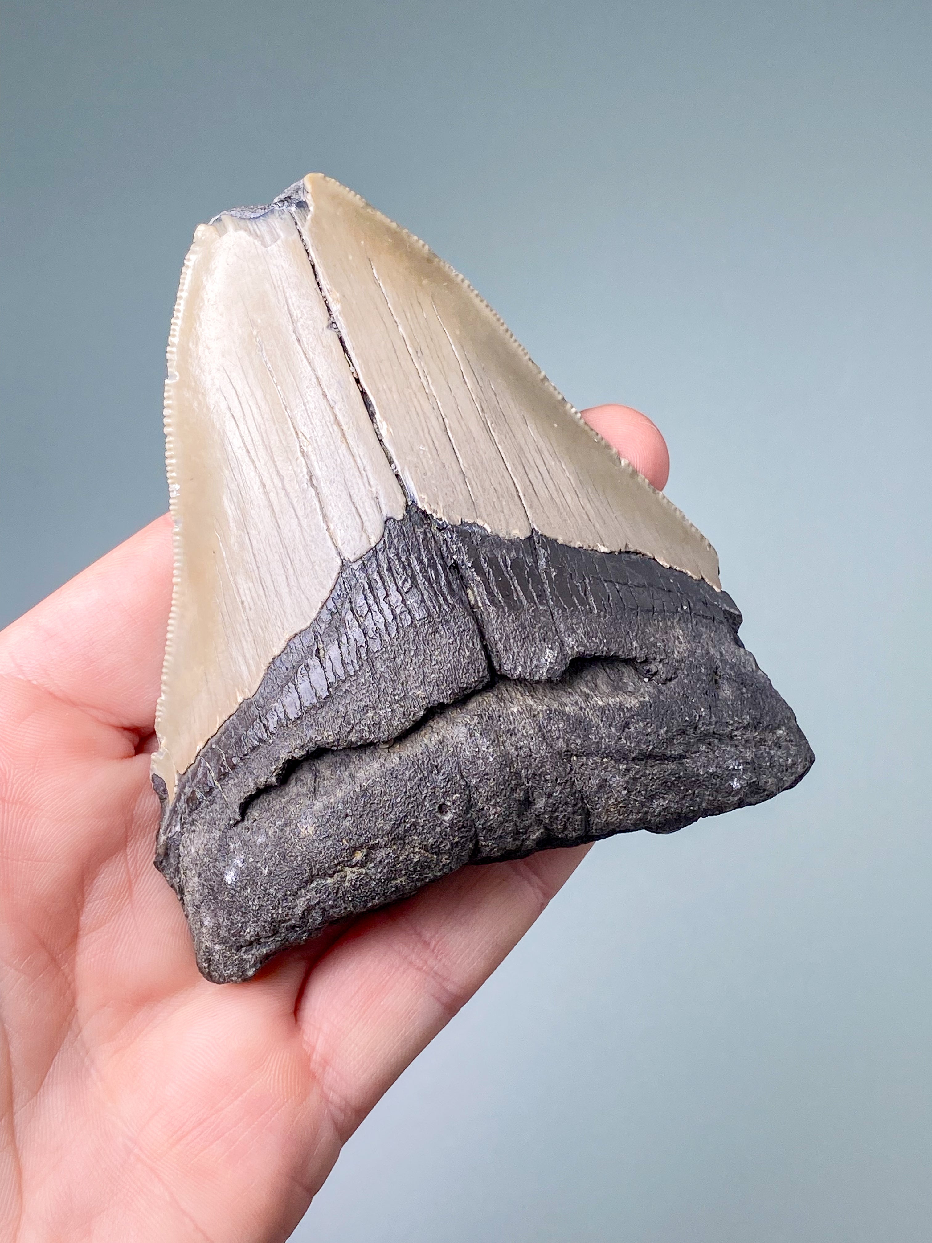Megalodon Tand Fossil (Nr. 1)