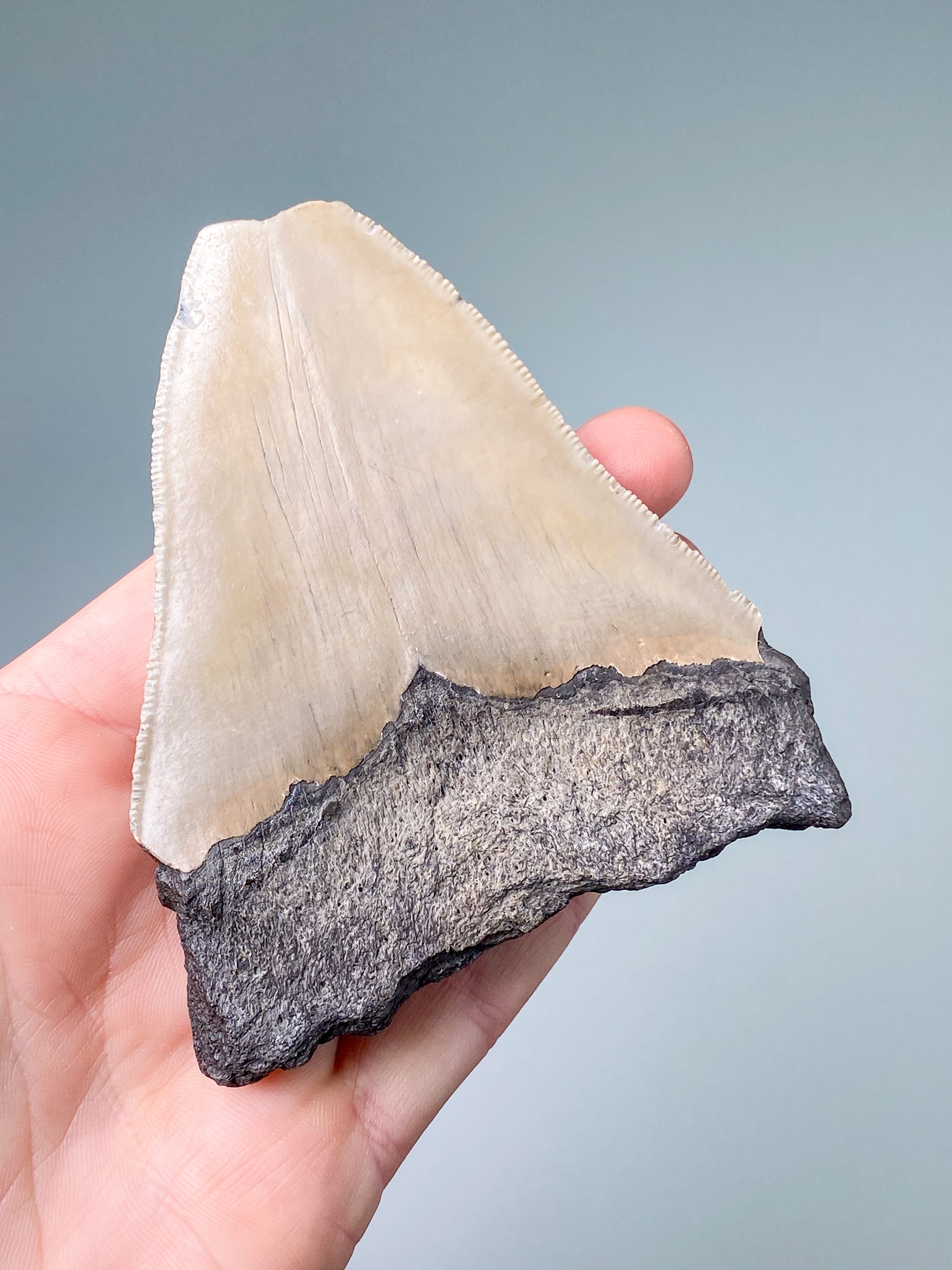 Megalodon Tand Fossil (Nr. 1)