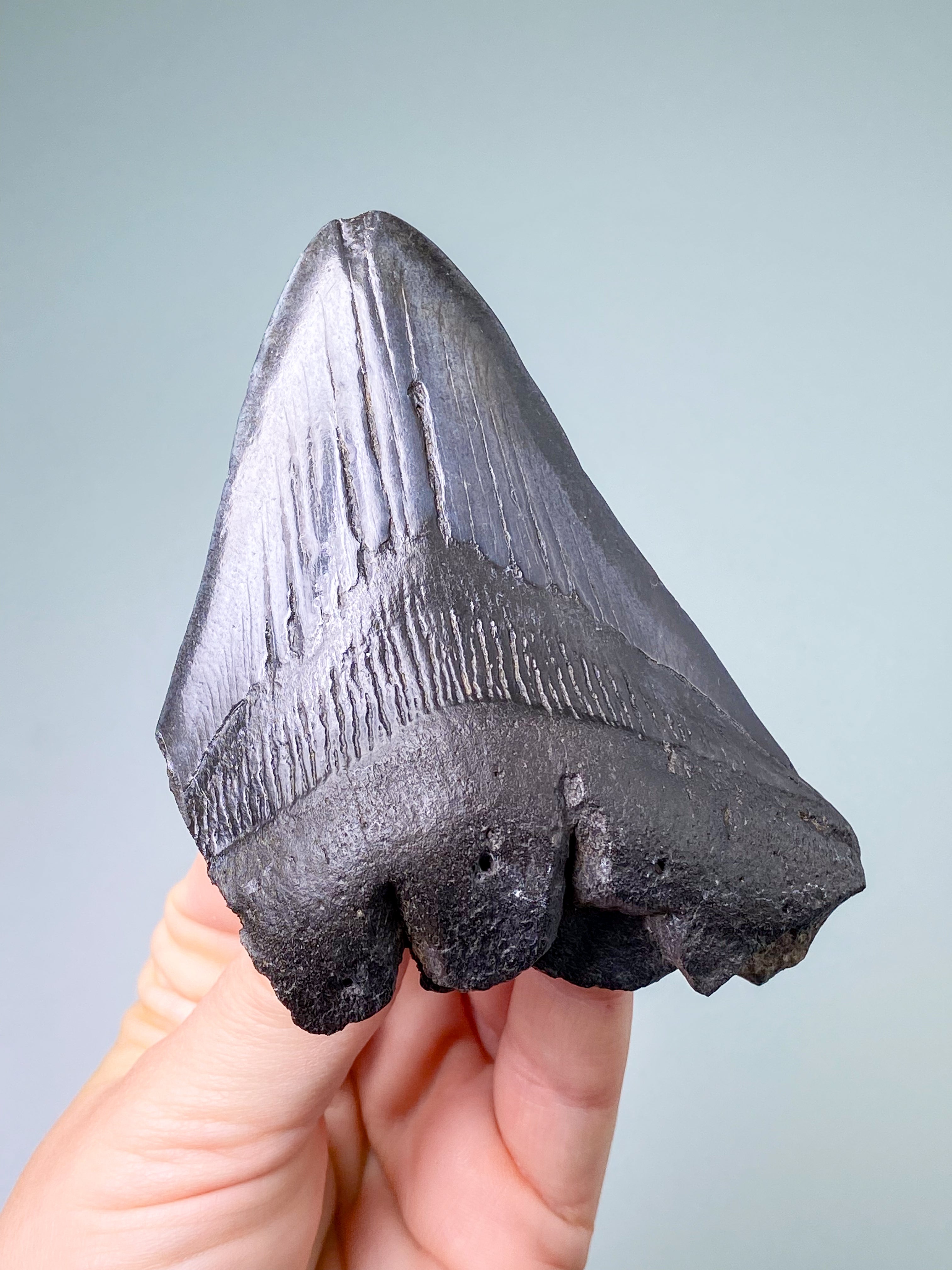 Megalodon Tand Fossil (Nr. 3)