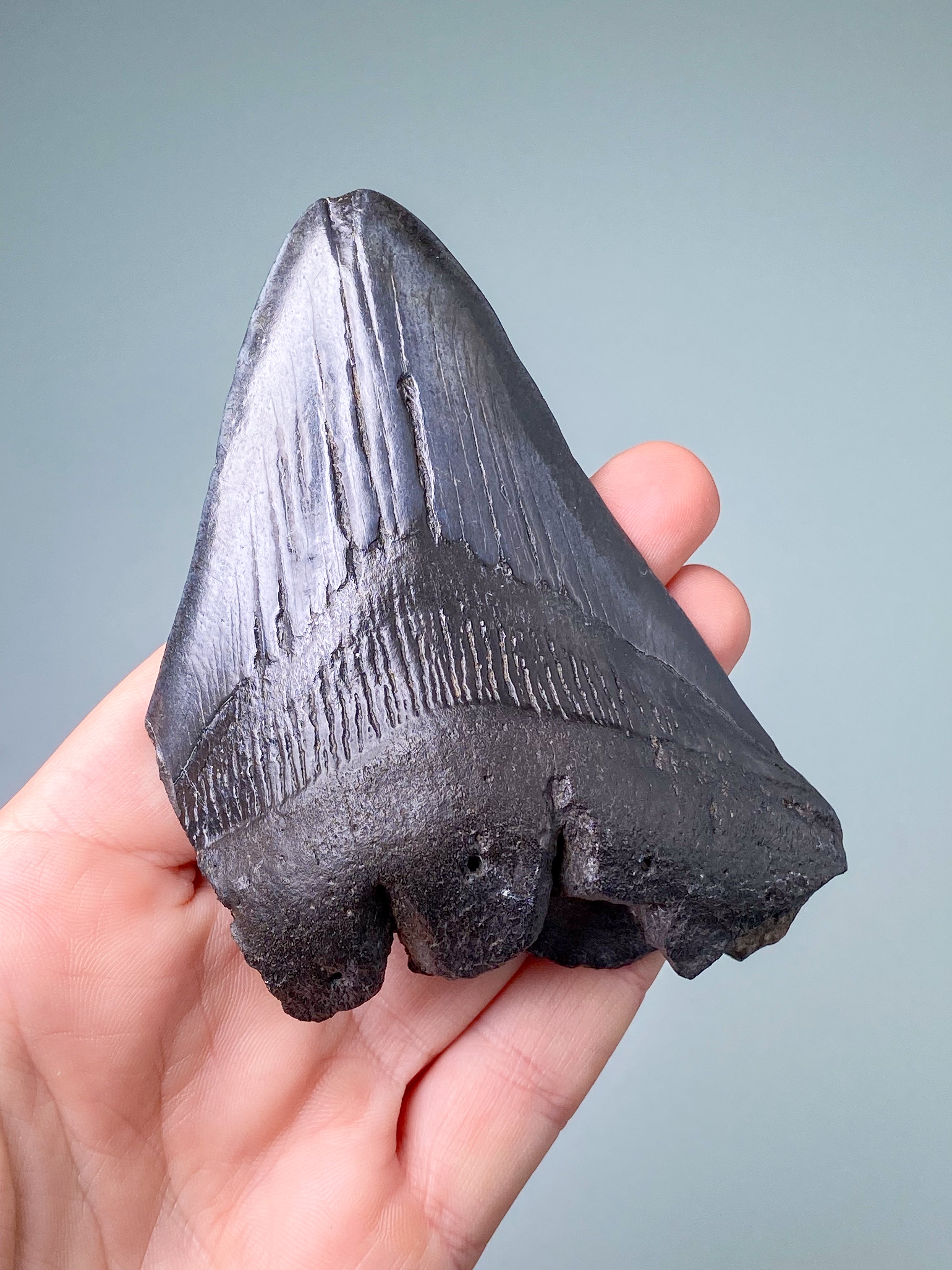 Megalodon Tand Fossil (Nr. 3)