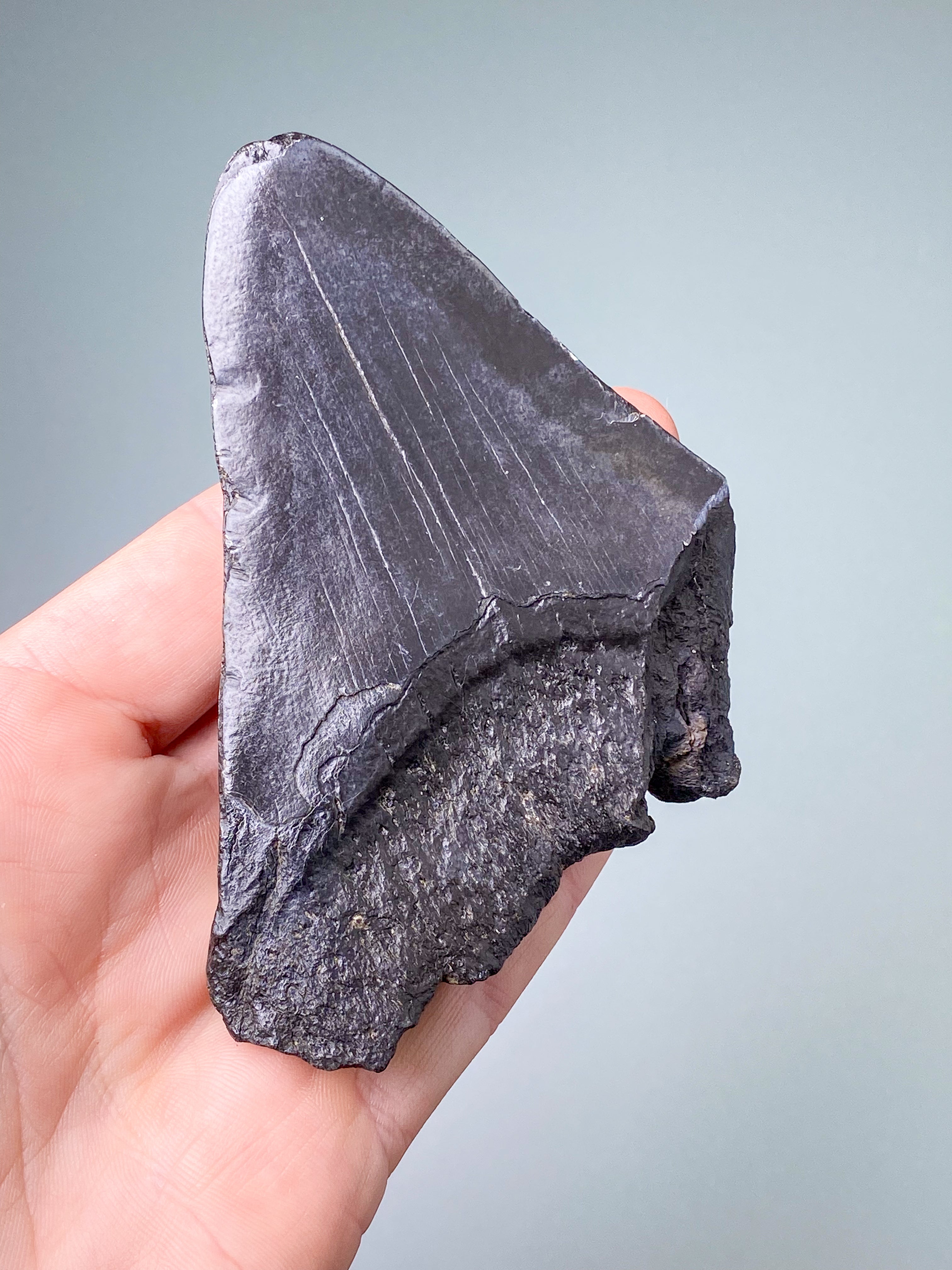 Megalodon Tand Fossil (Nr. 3)