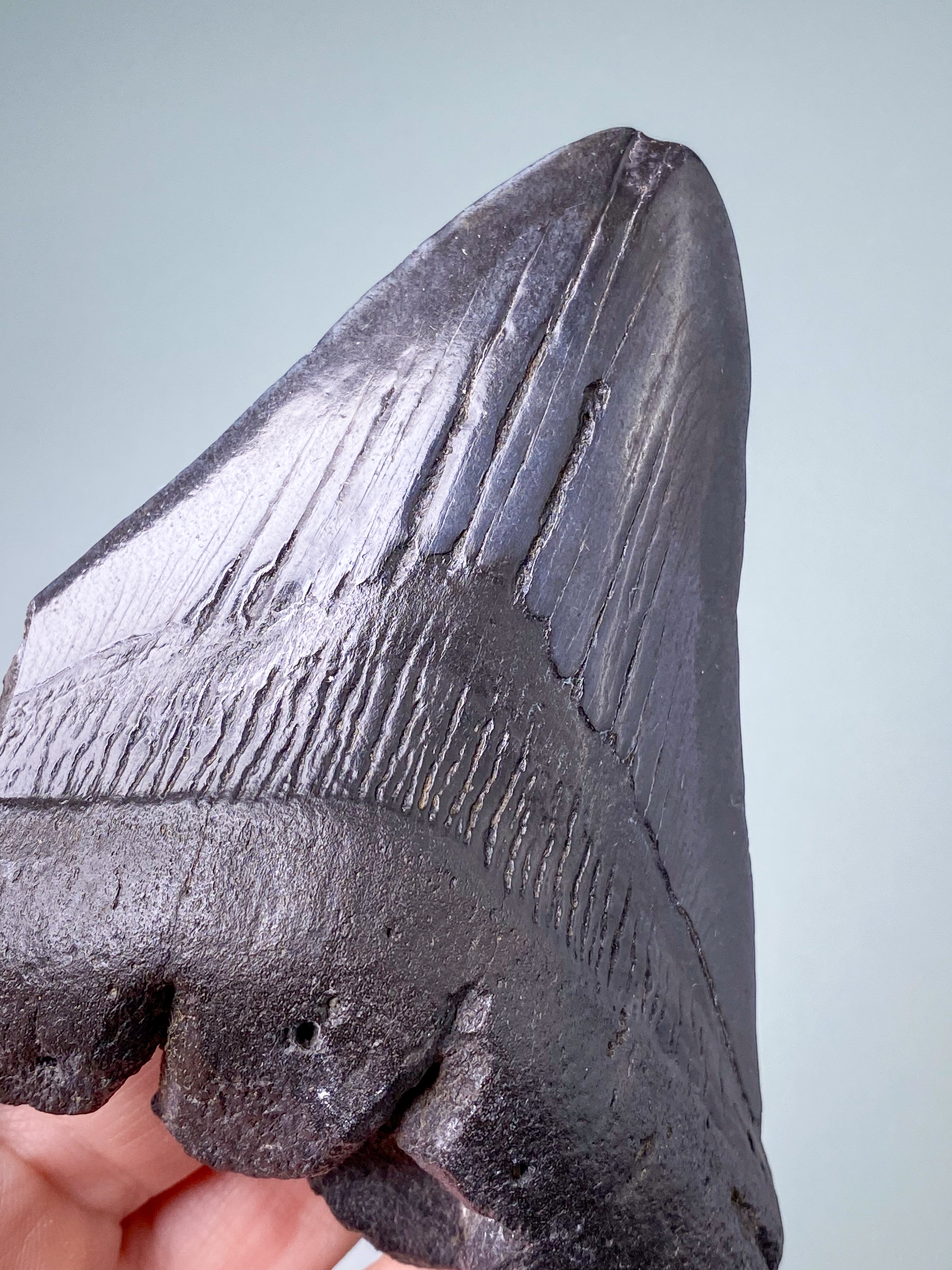 Megalodon Tand Fossil (Nr. 3)