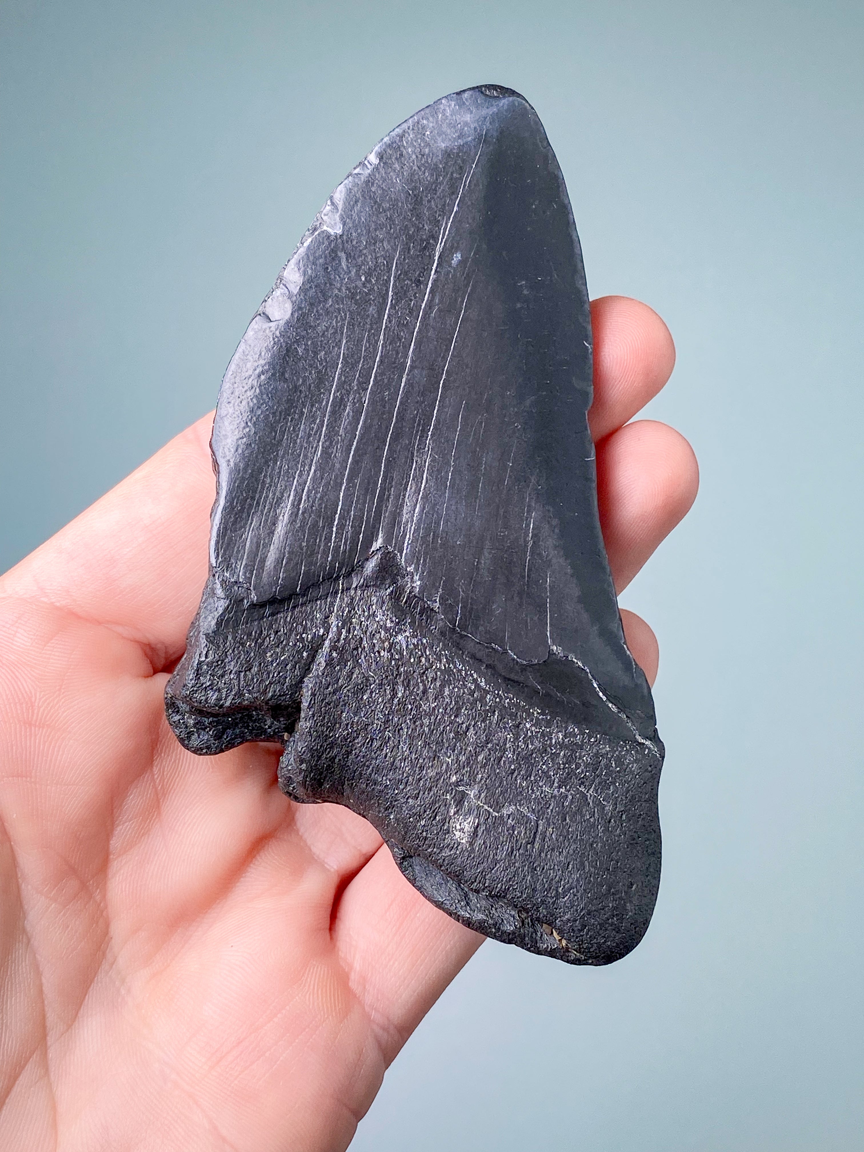 Megalodon Tand Fossil (Nr. 4)