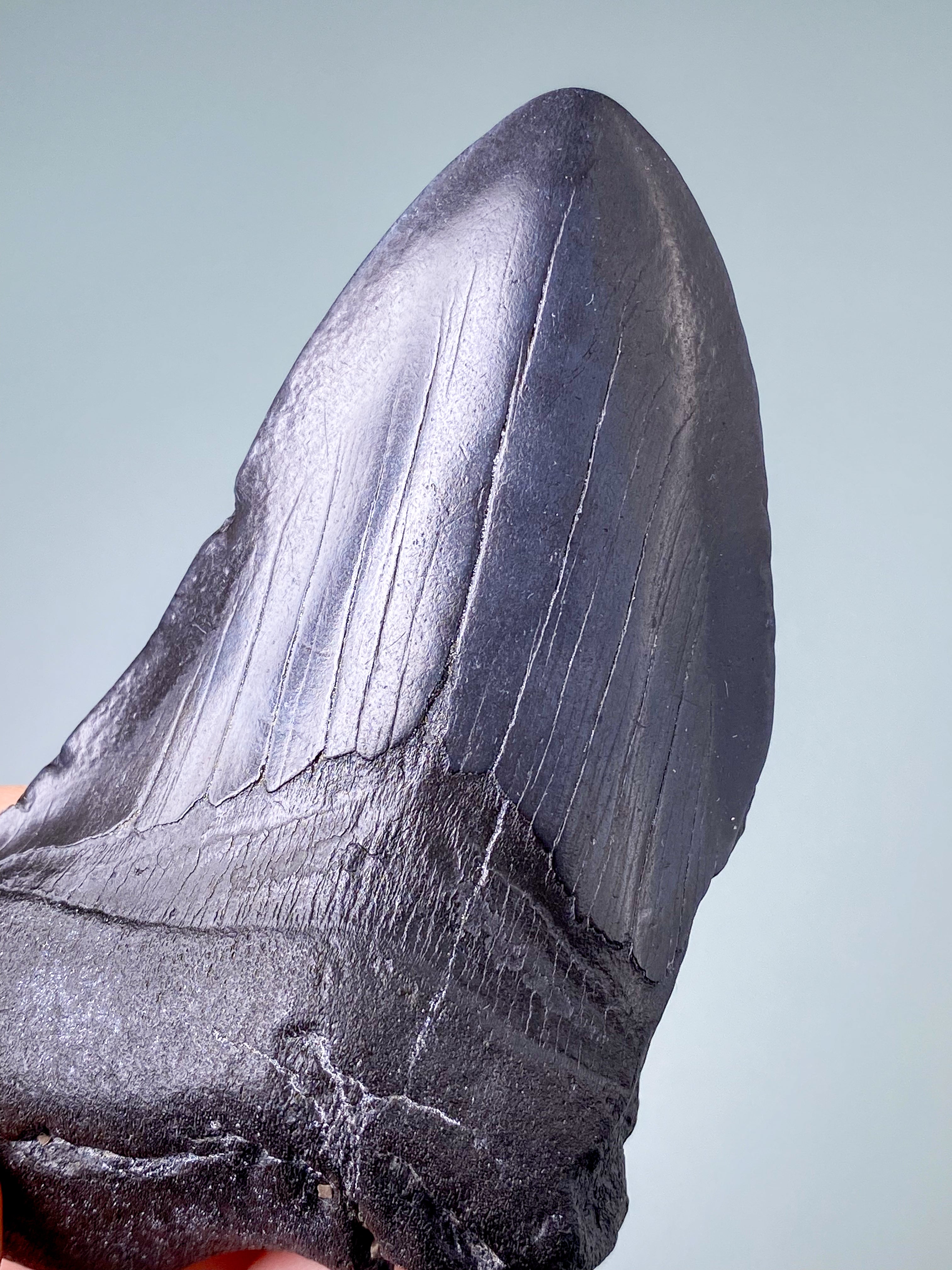 Megalodon Tand Fossil (Nr. 4)