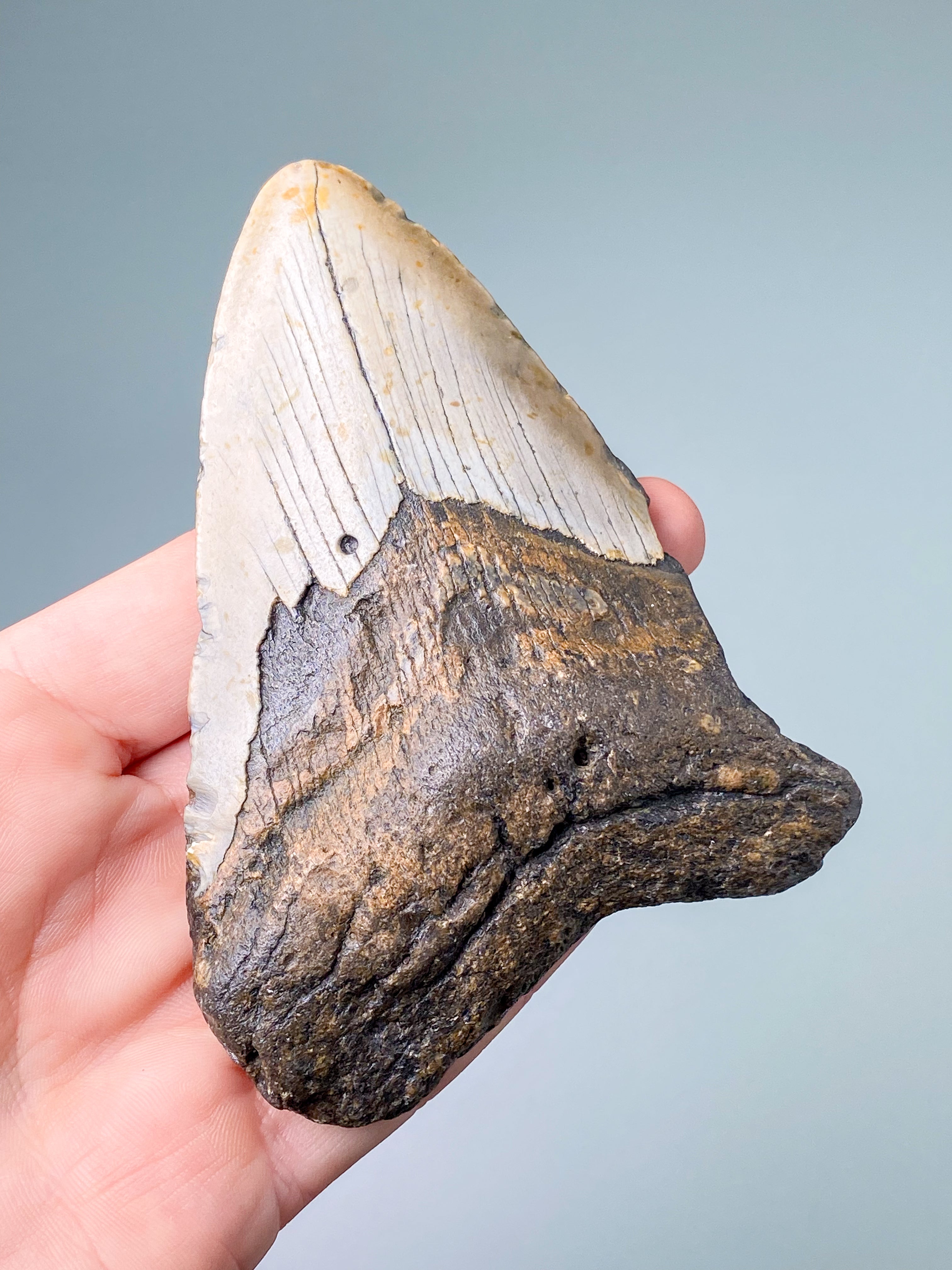 Megalodon Tand Fossil (Nr. 5)