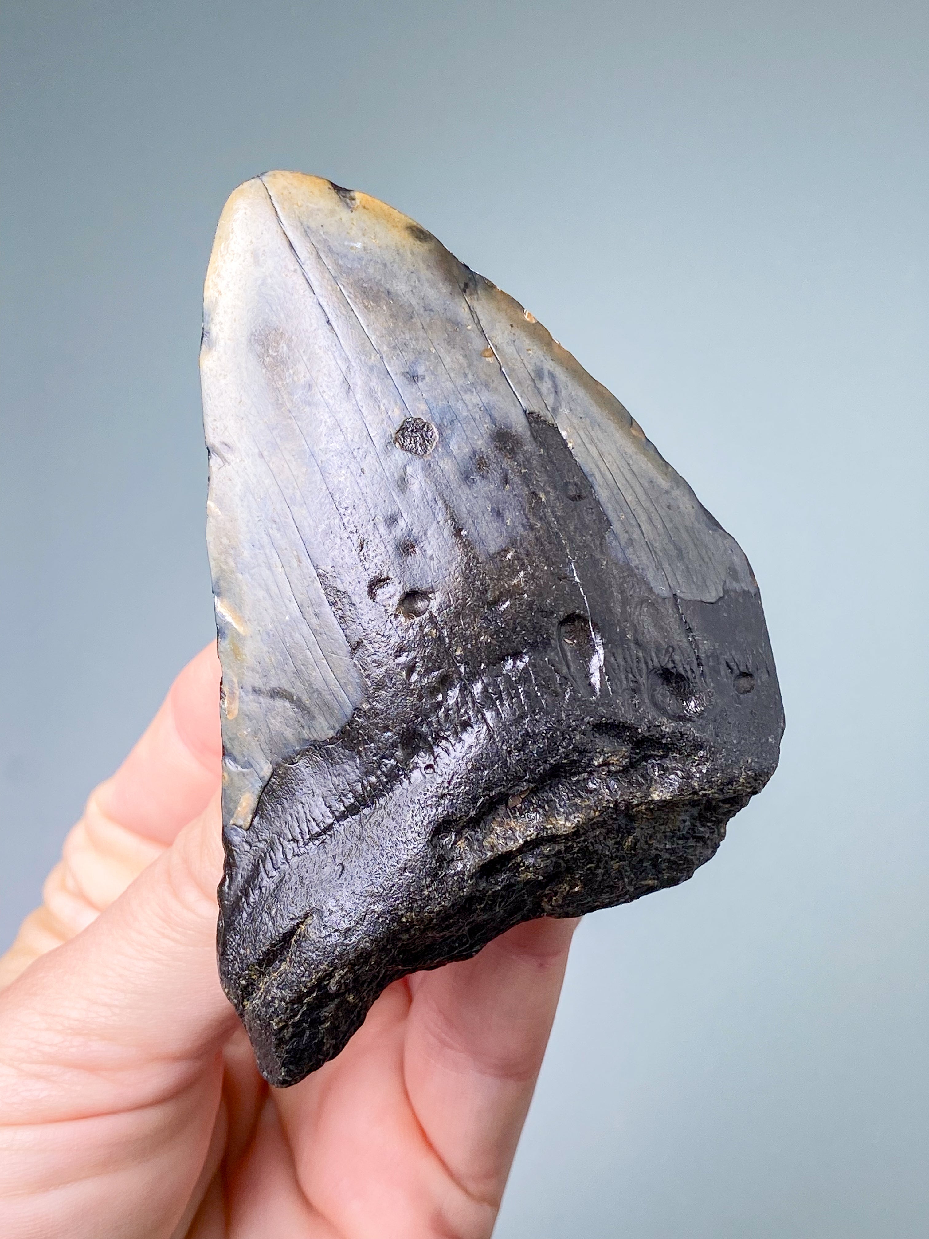 Megalodon Tand Fossil (Nr. 7)