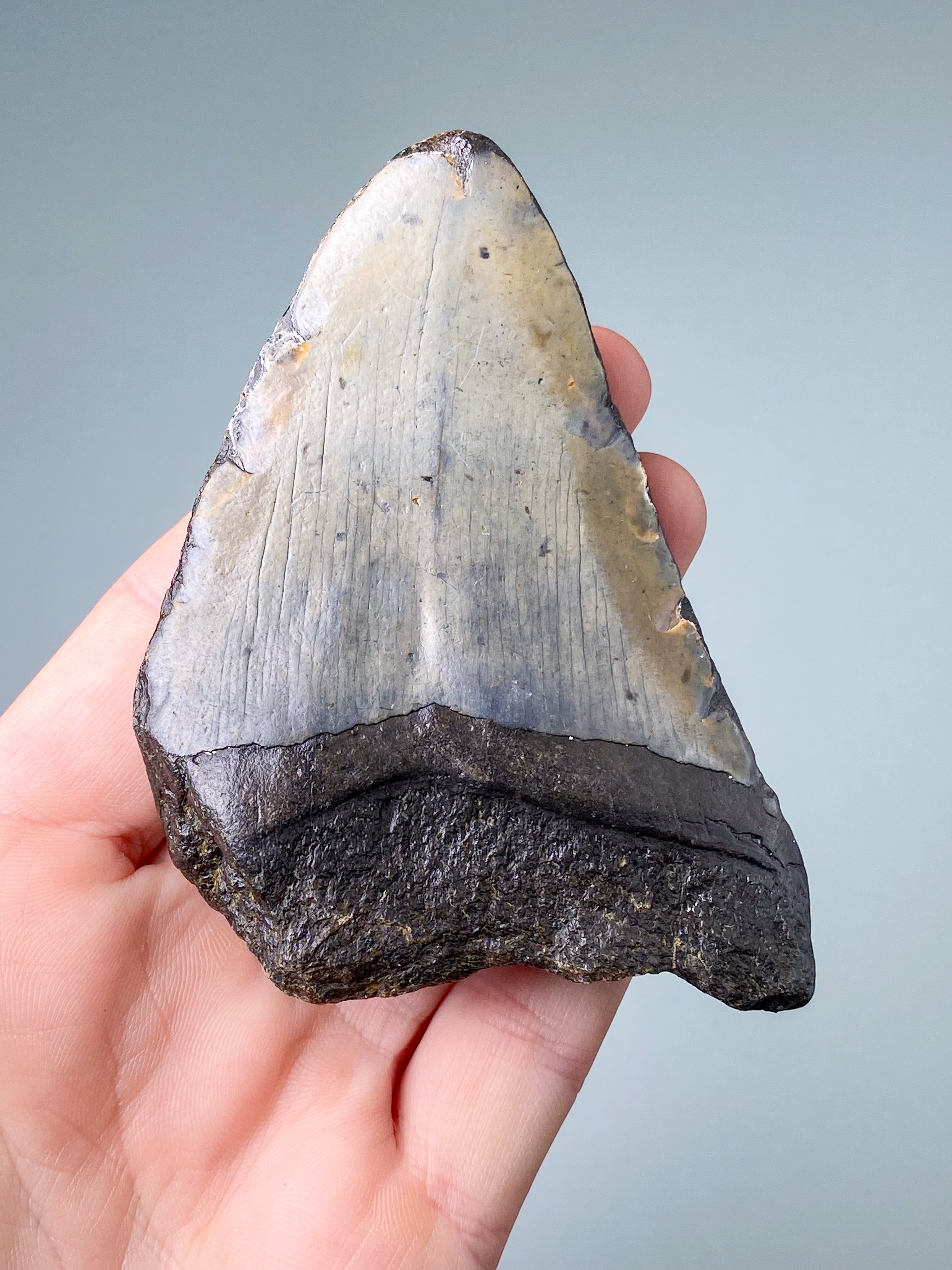Megalodon Tand Fossil (Nr. 7)