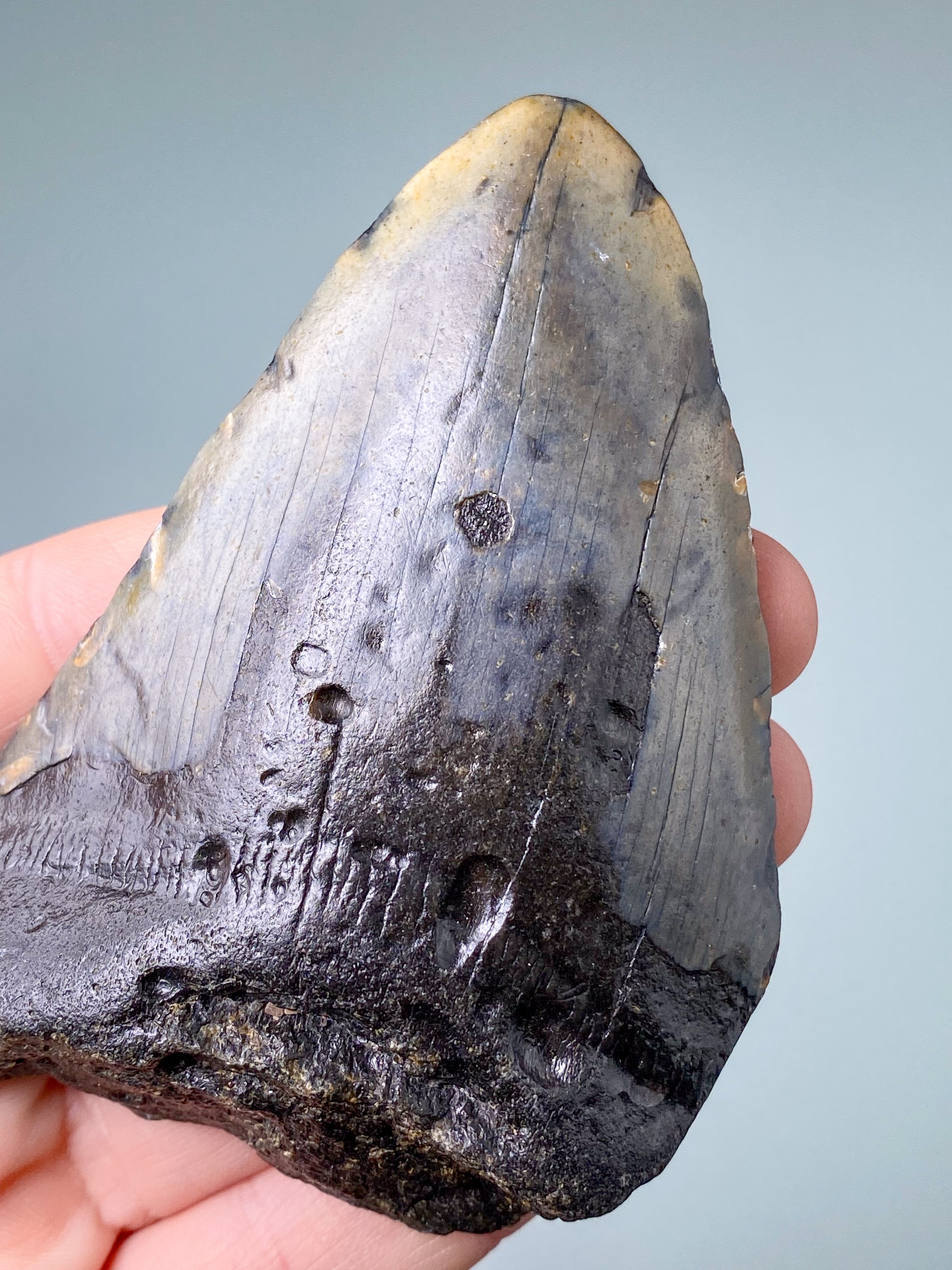 Megalodon Tand Fossil (Nr. 7)