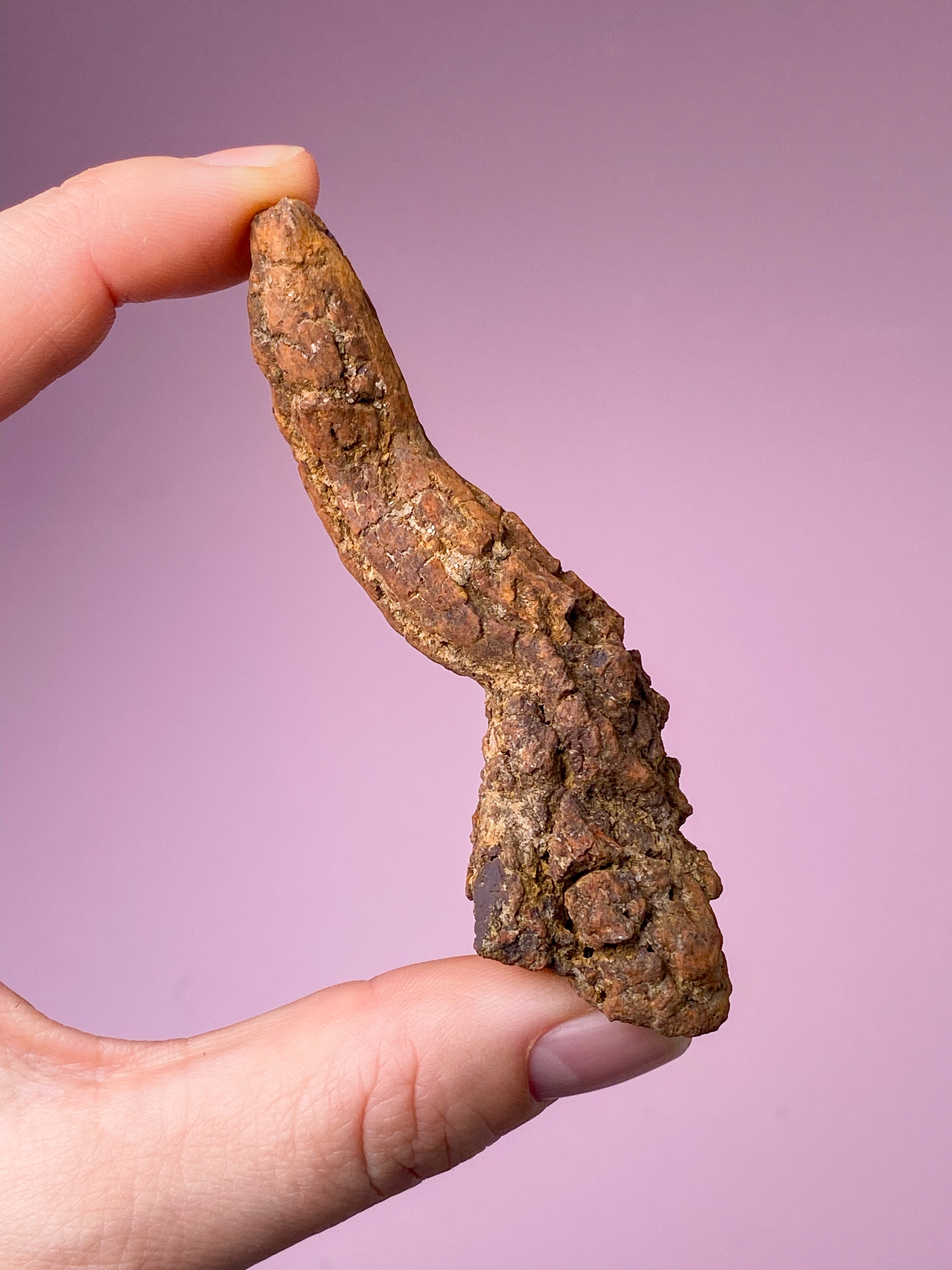 Koprolit Fossil (Nr. 9)