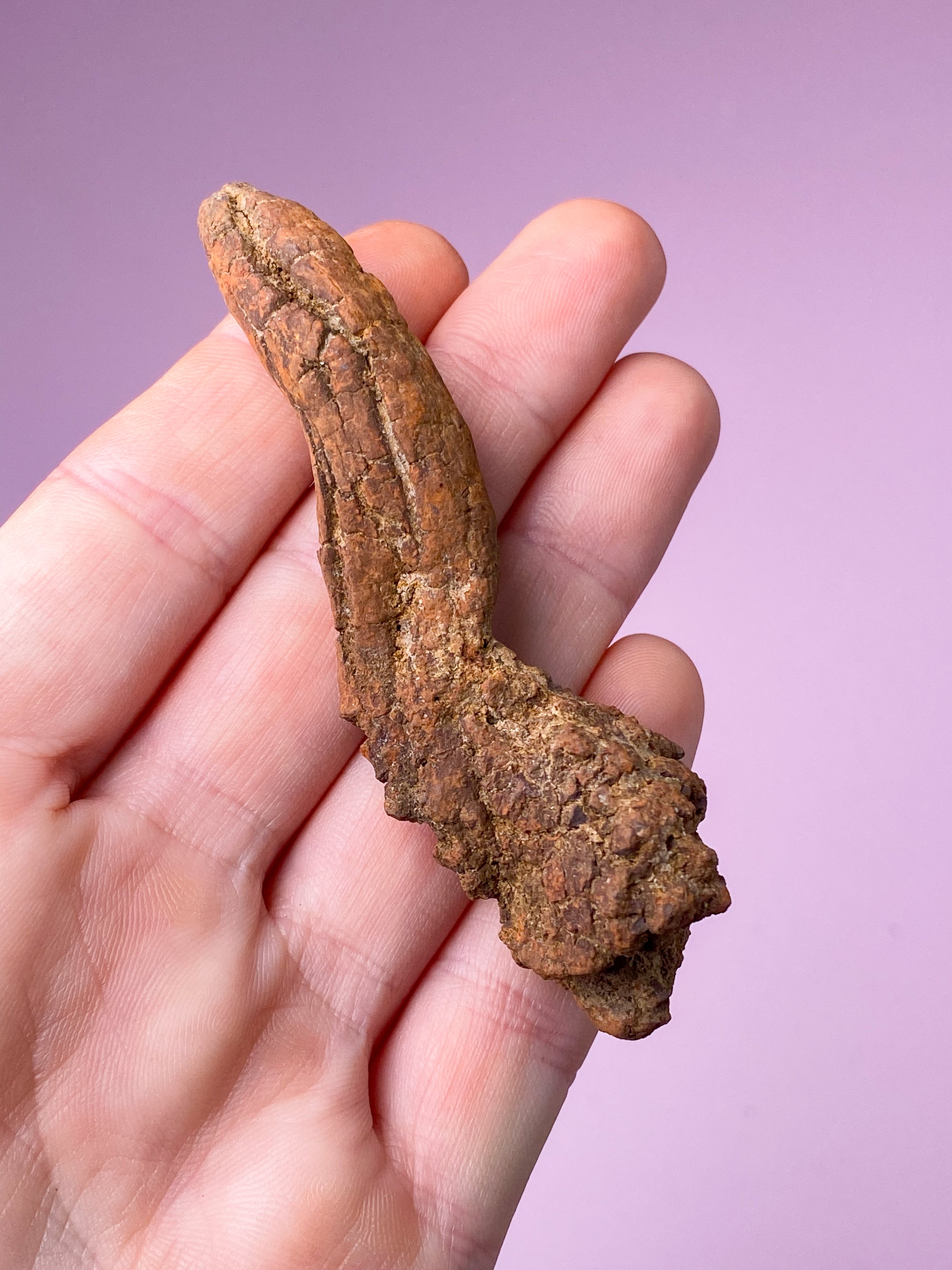 Koprolit Fossil (Nr. 9)