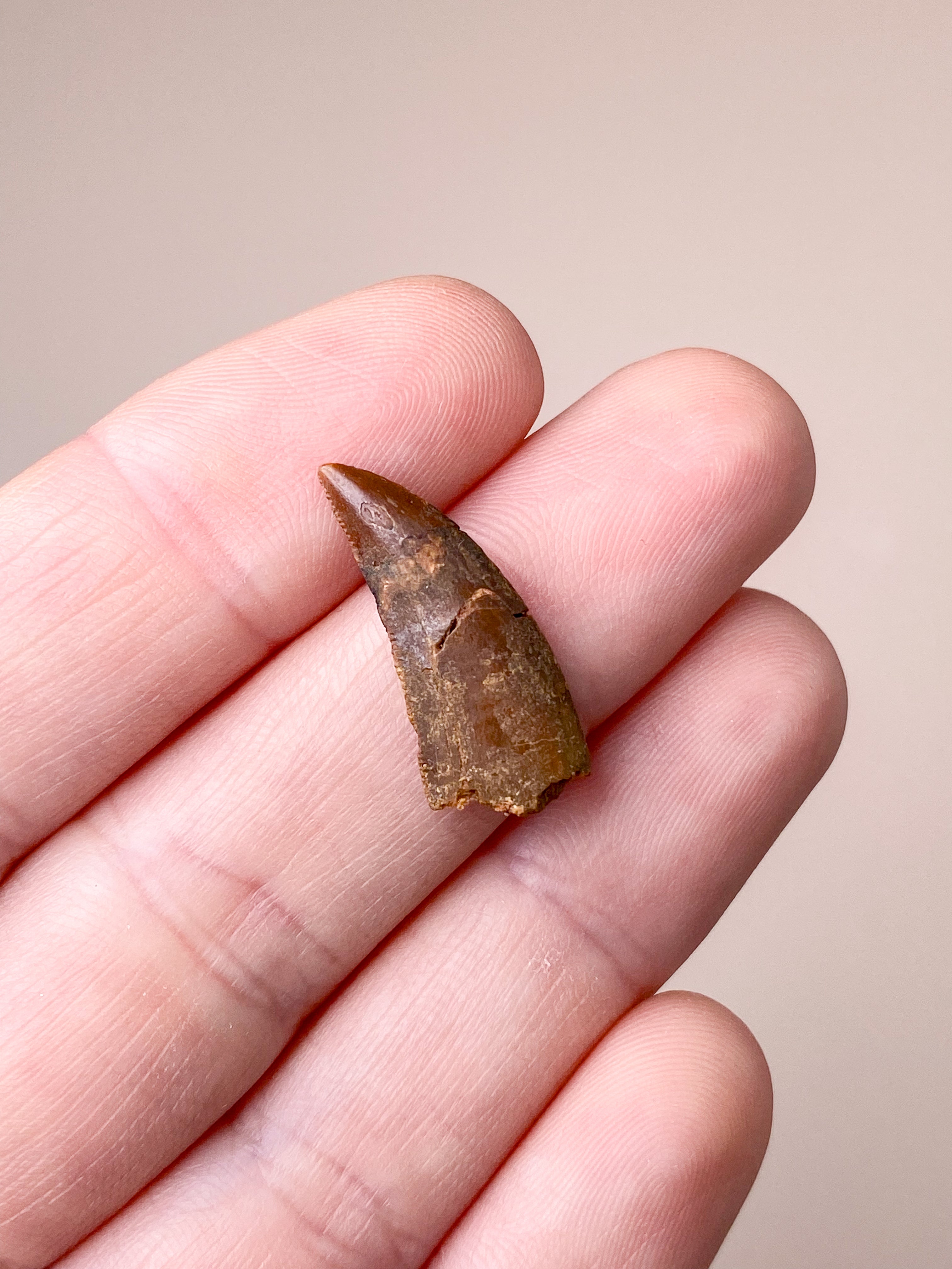 Raptor Tand Fossil (Nr. 4)