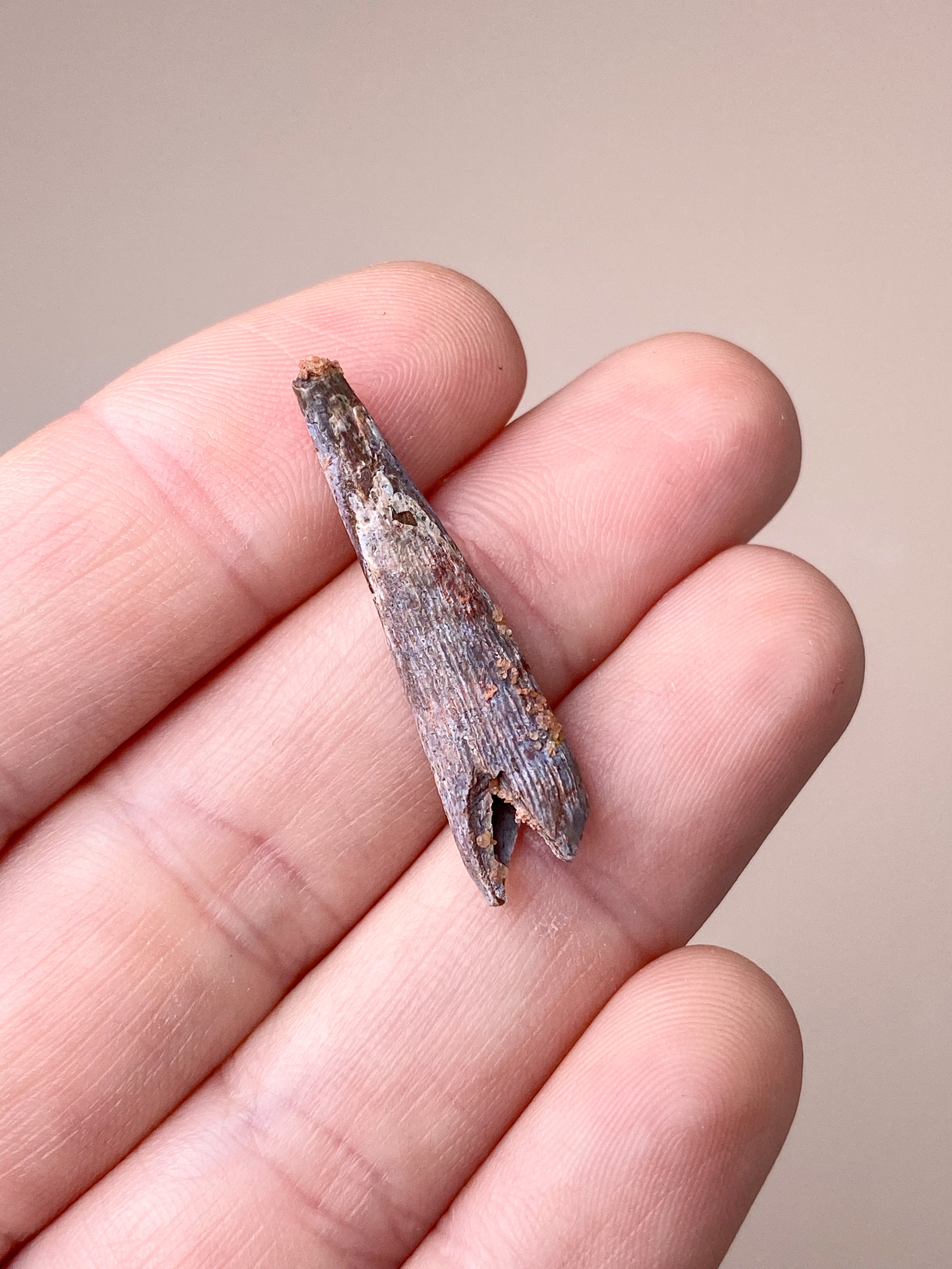 Pterosaur Tand Fossil (Nr. 1) Flyveøgle