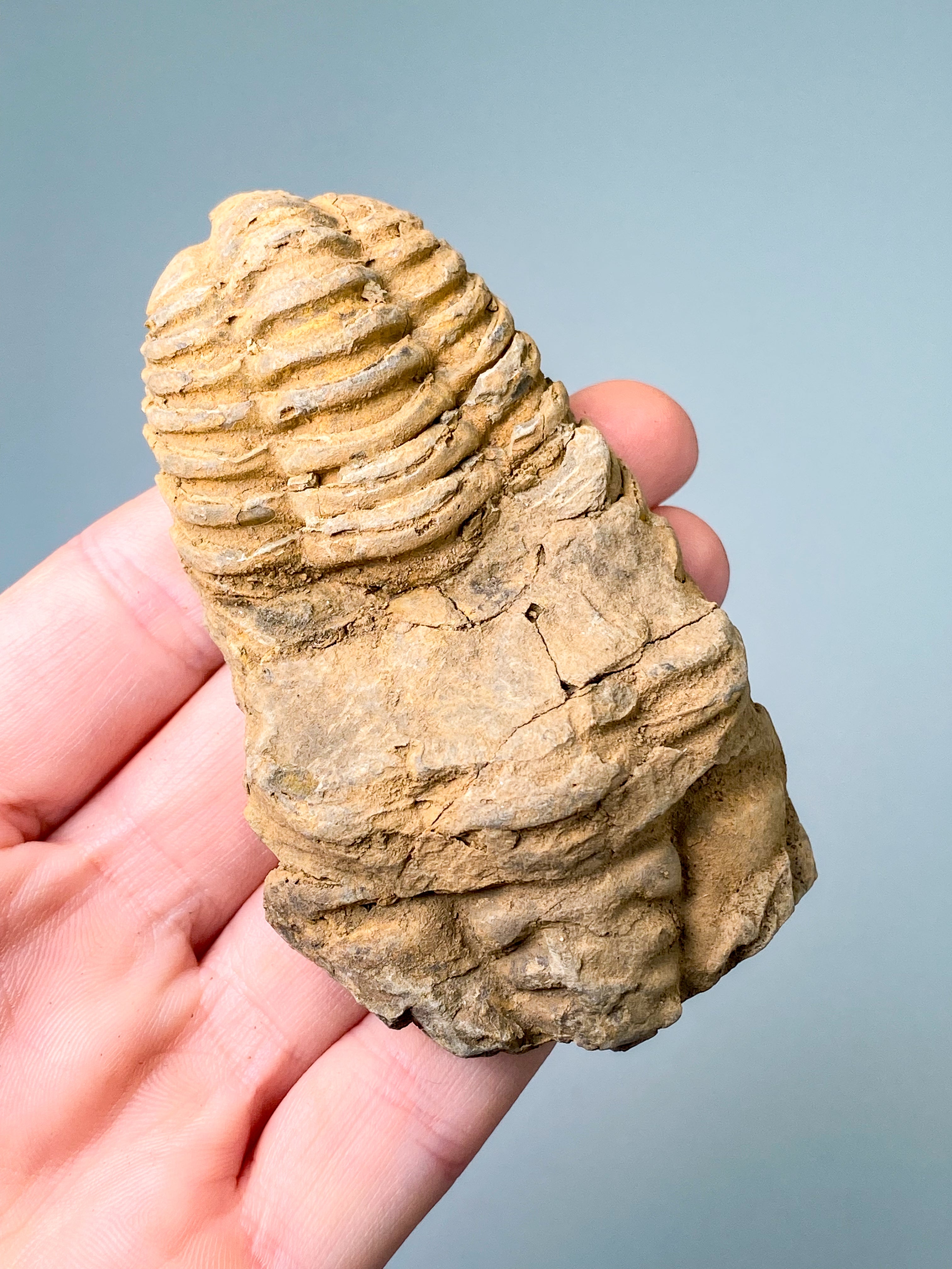 Trilobit Fossil (Nr. 5)
