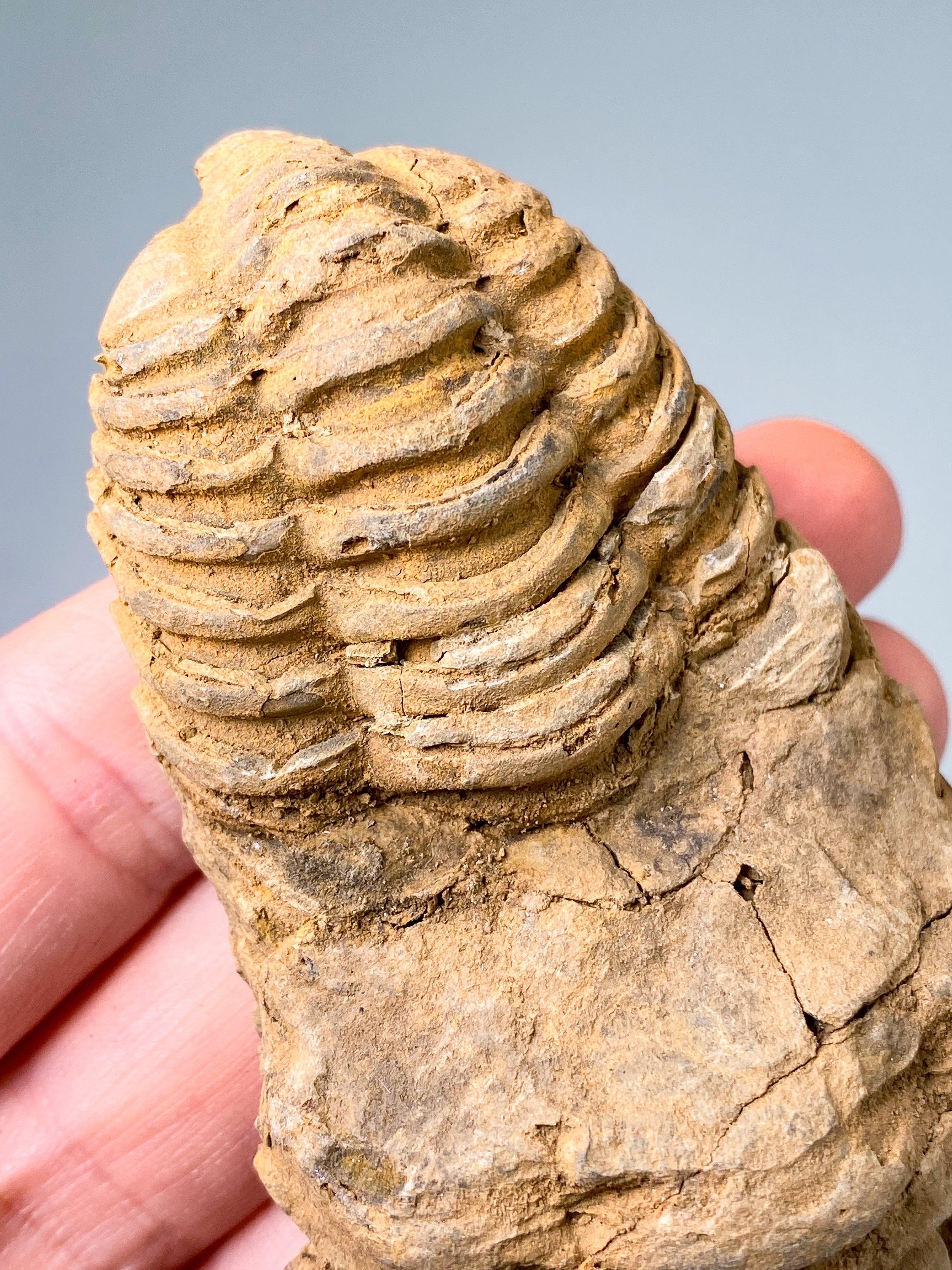 Trilobit Fossil (Nr. 5)