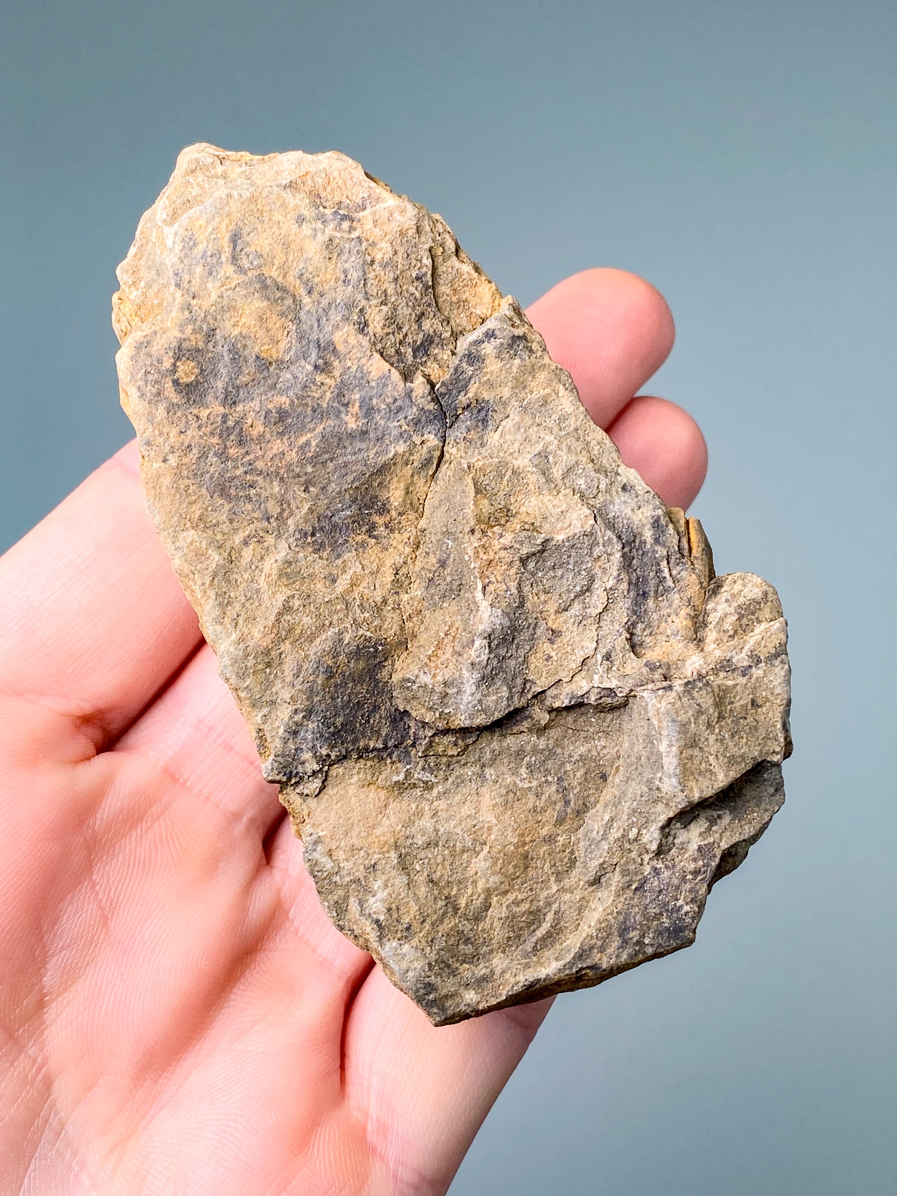 Trilobit Fossil (Nr. 5)