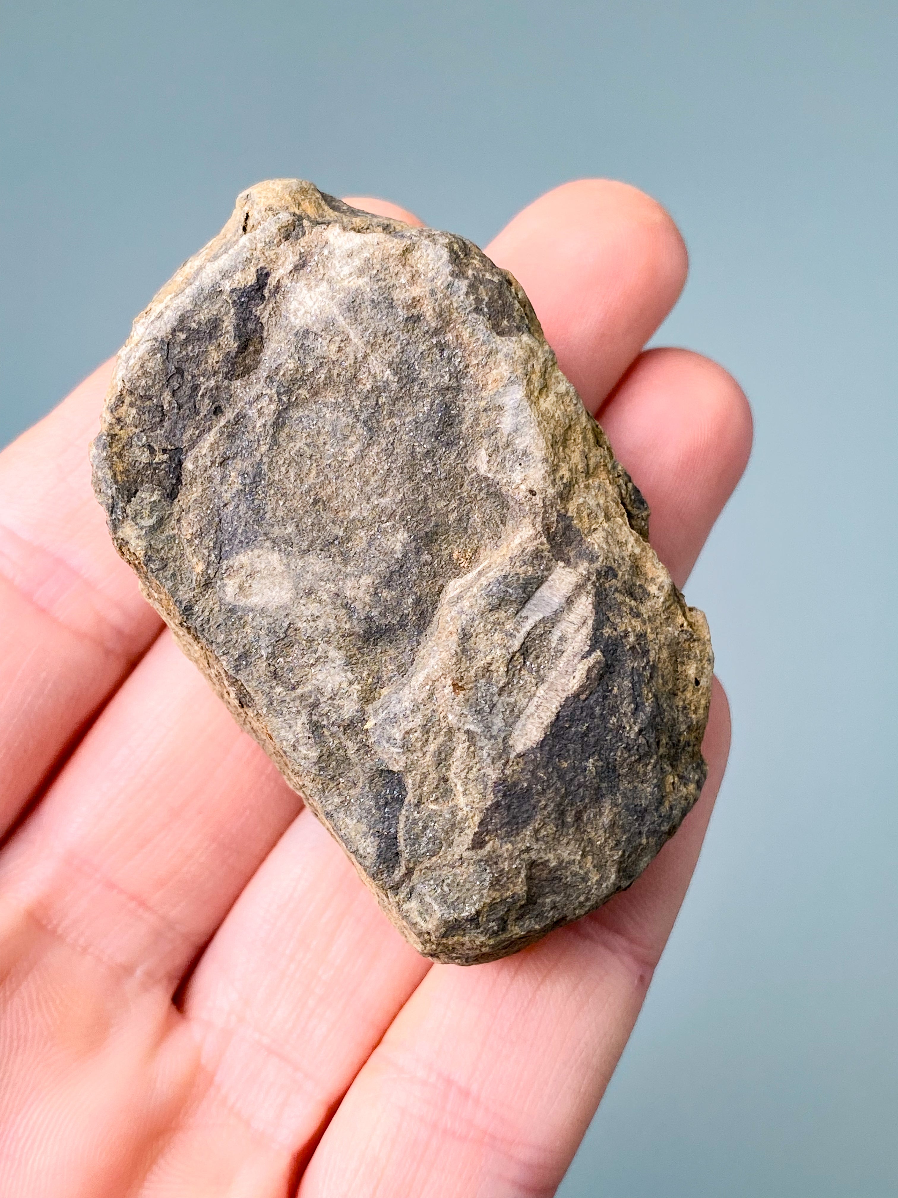 Trilobit Fossil (Nr. 7)