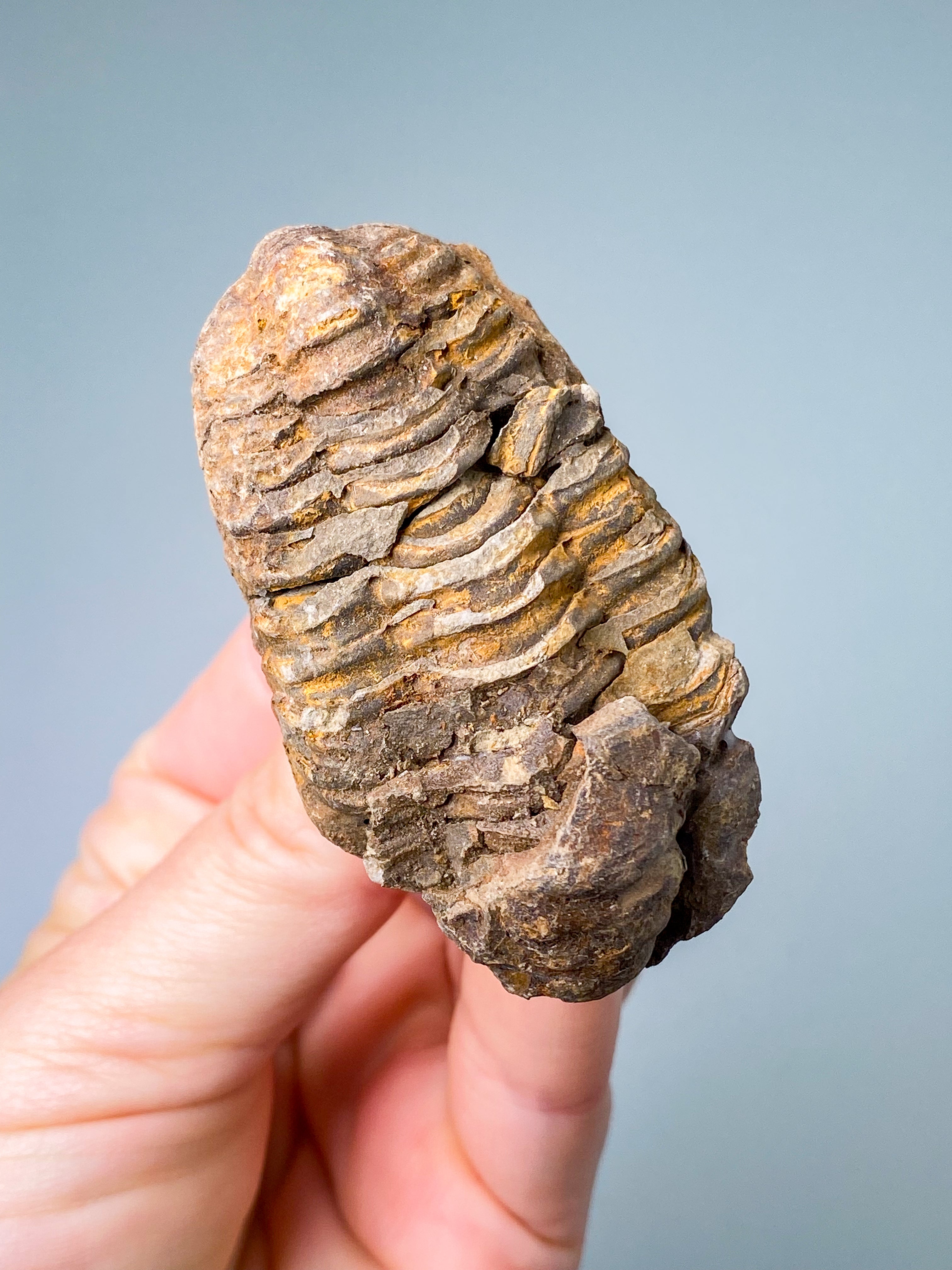 Trilobit Fossil (Nr. 12)