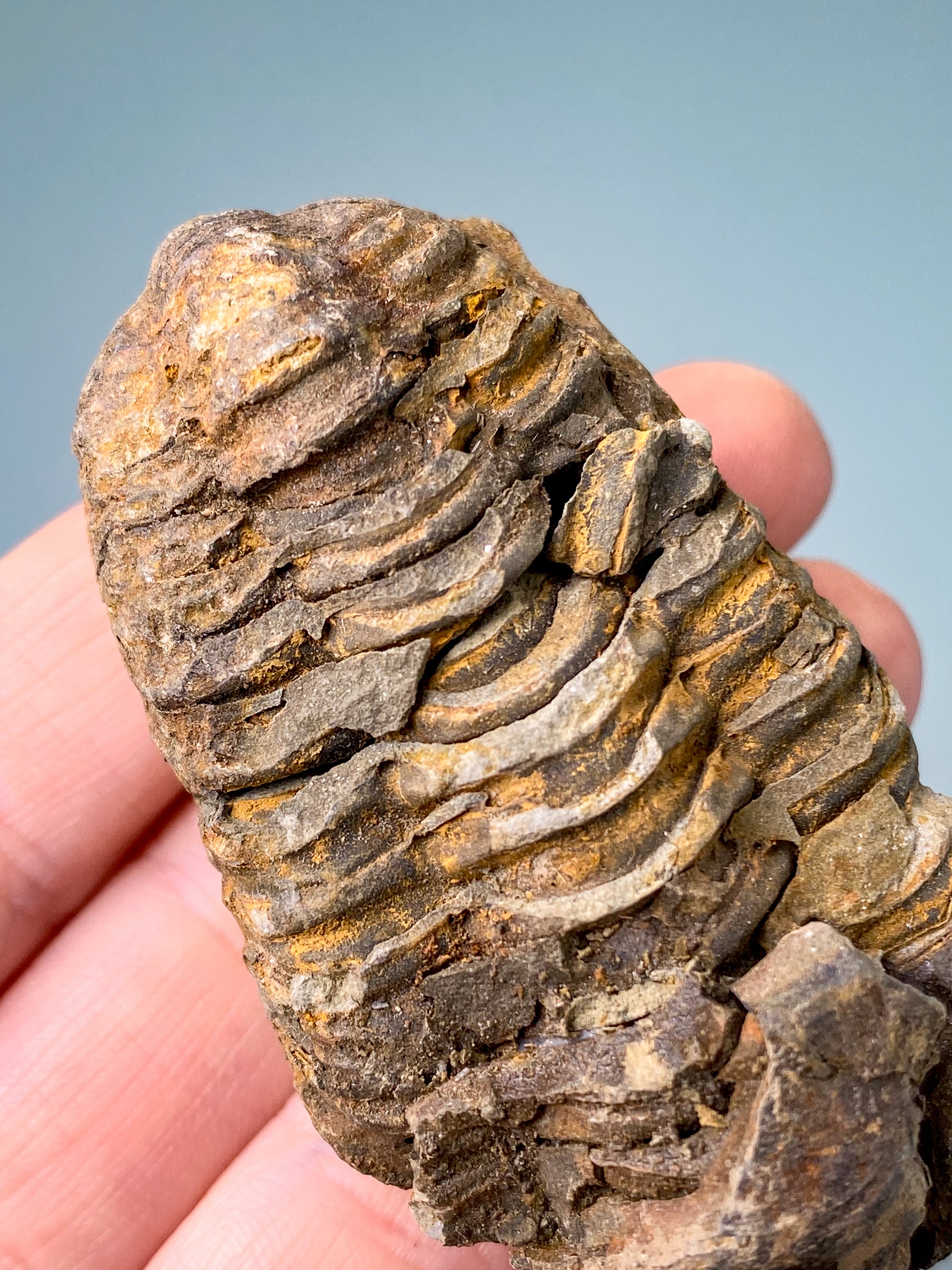 Trilobit Fossil (Nr. 12)