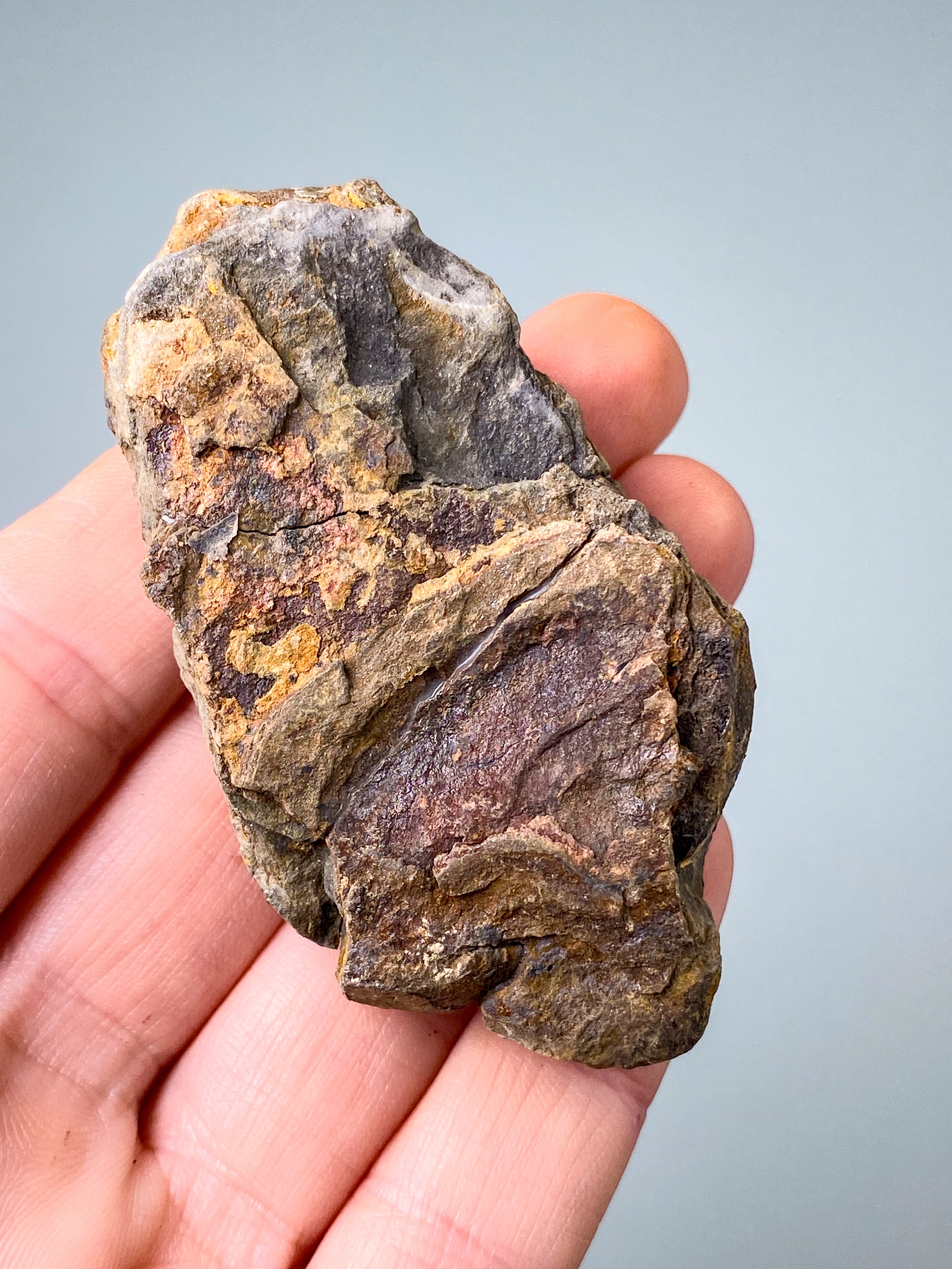 Trilobit Fossil (Nr. 16)