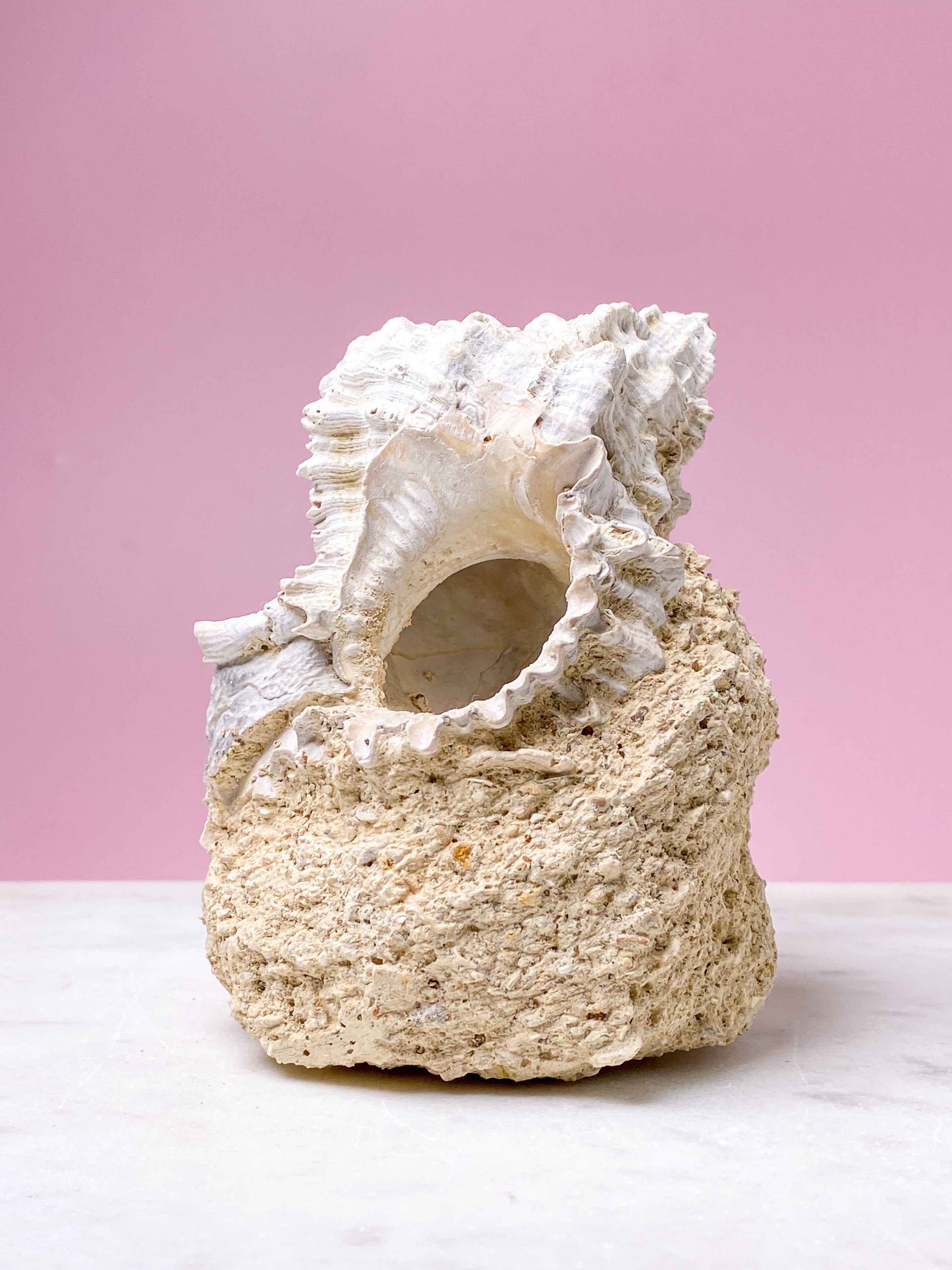 Konkylie Fossil Fra Frankrig (Nr. 4)