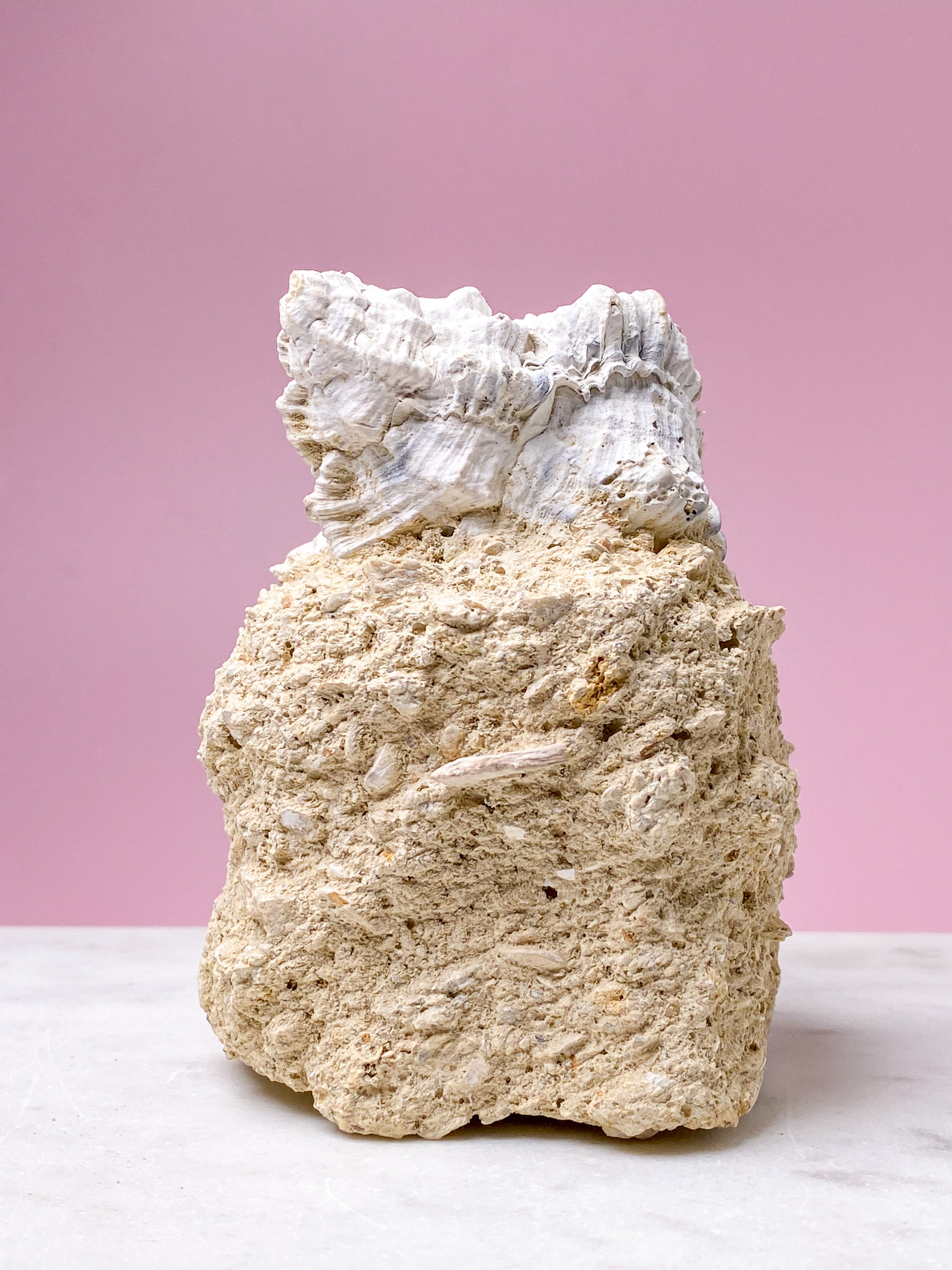 Konkylie Fossil Fra Frankrig (Nr. 4)