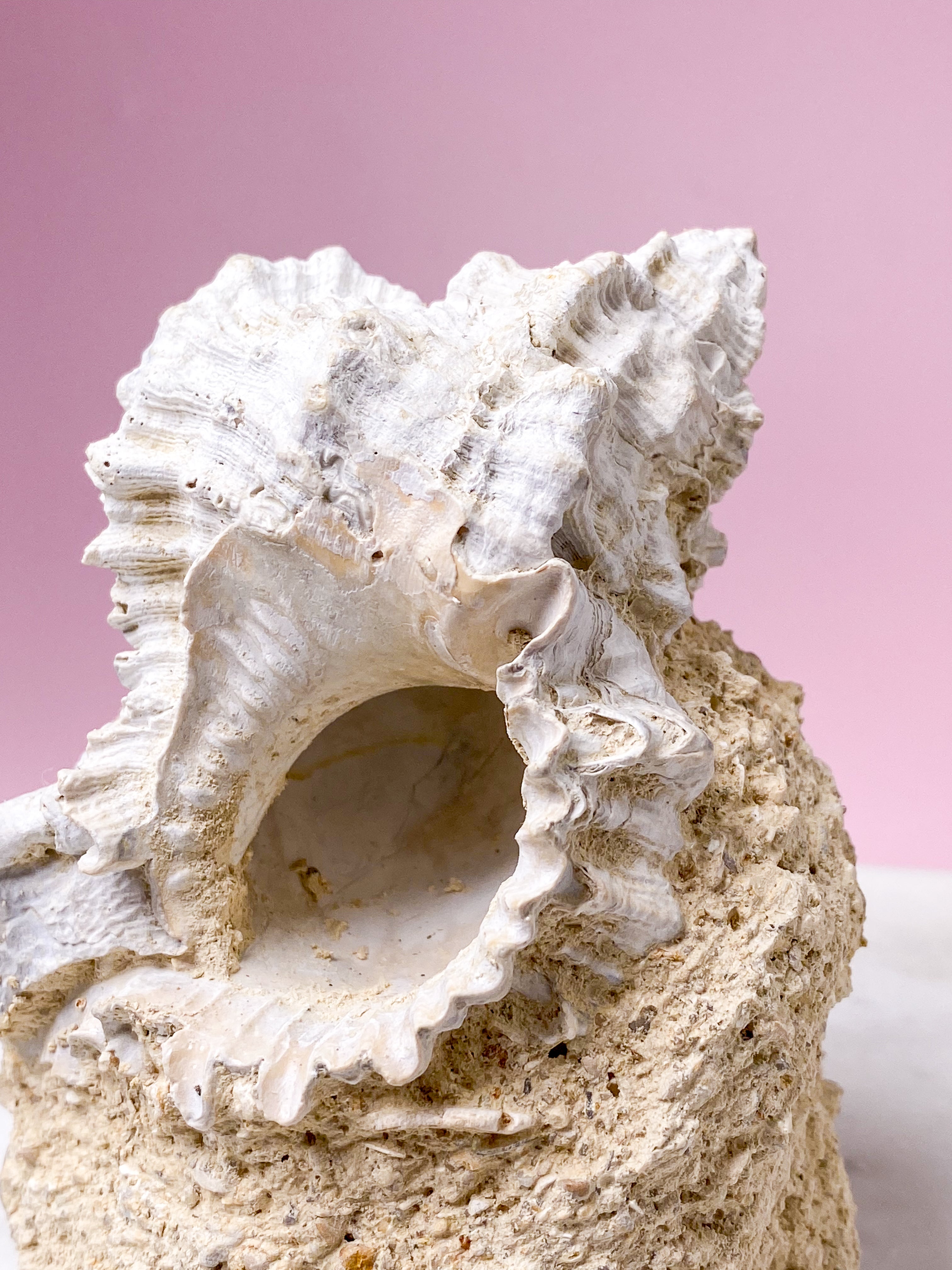 Konkylie Fossil Fra Frankrig (Nr. 4)