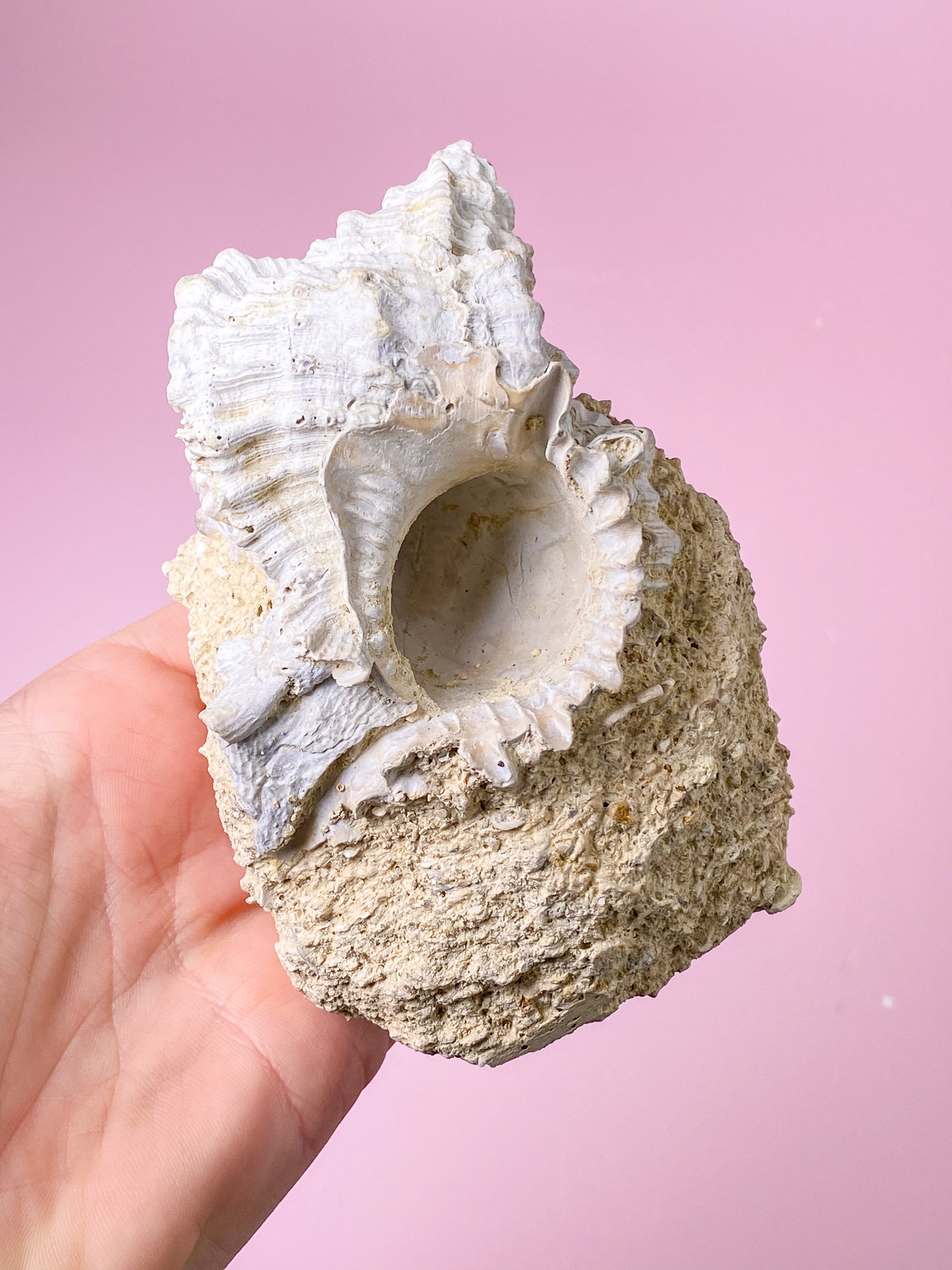 Konkylie Fossil Fra Frankrig (Nr. 4)