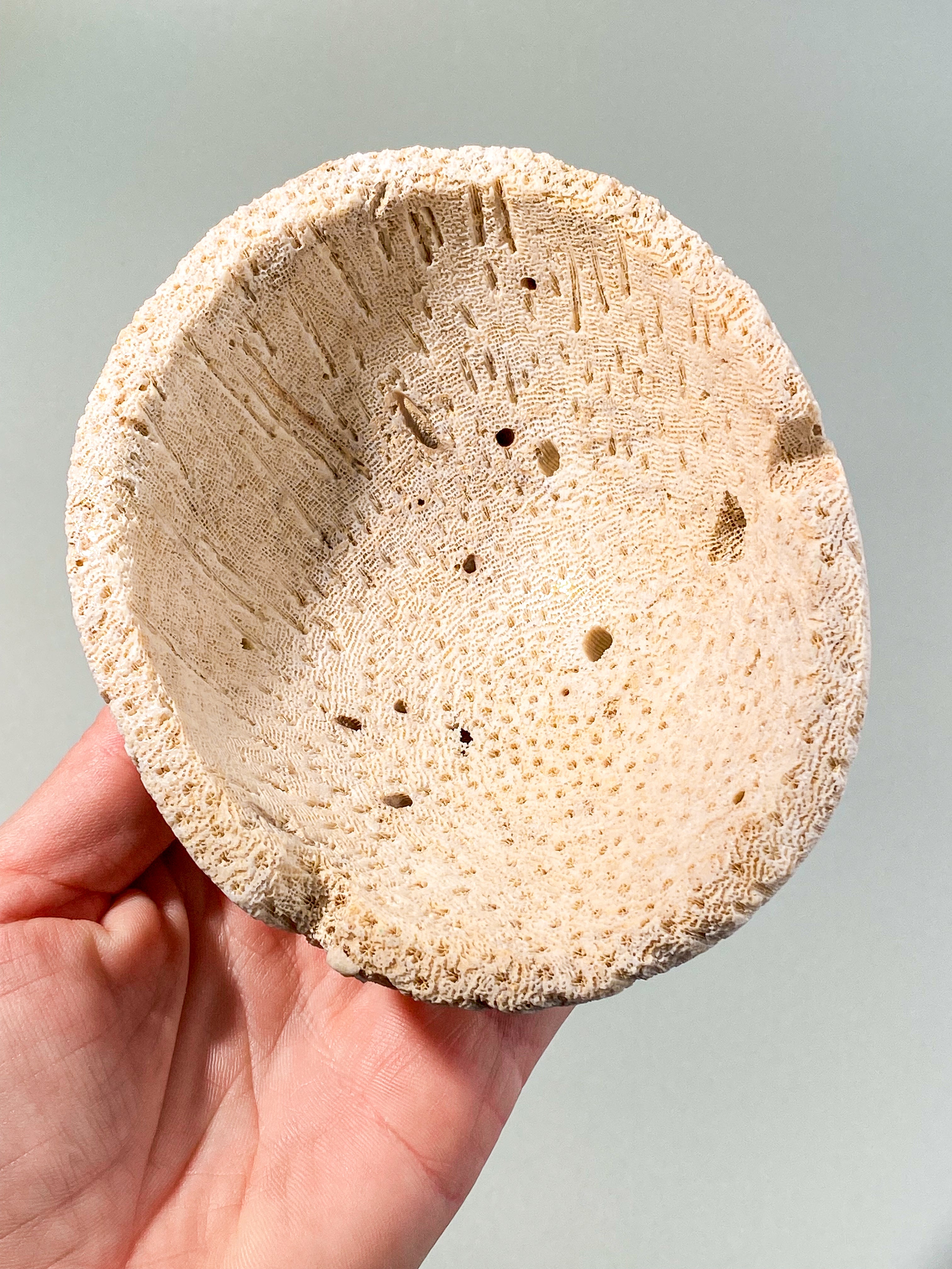 Koralrods Fossil Skål (Nr. 2)