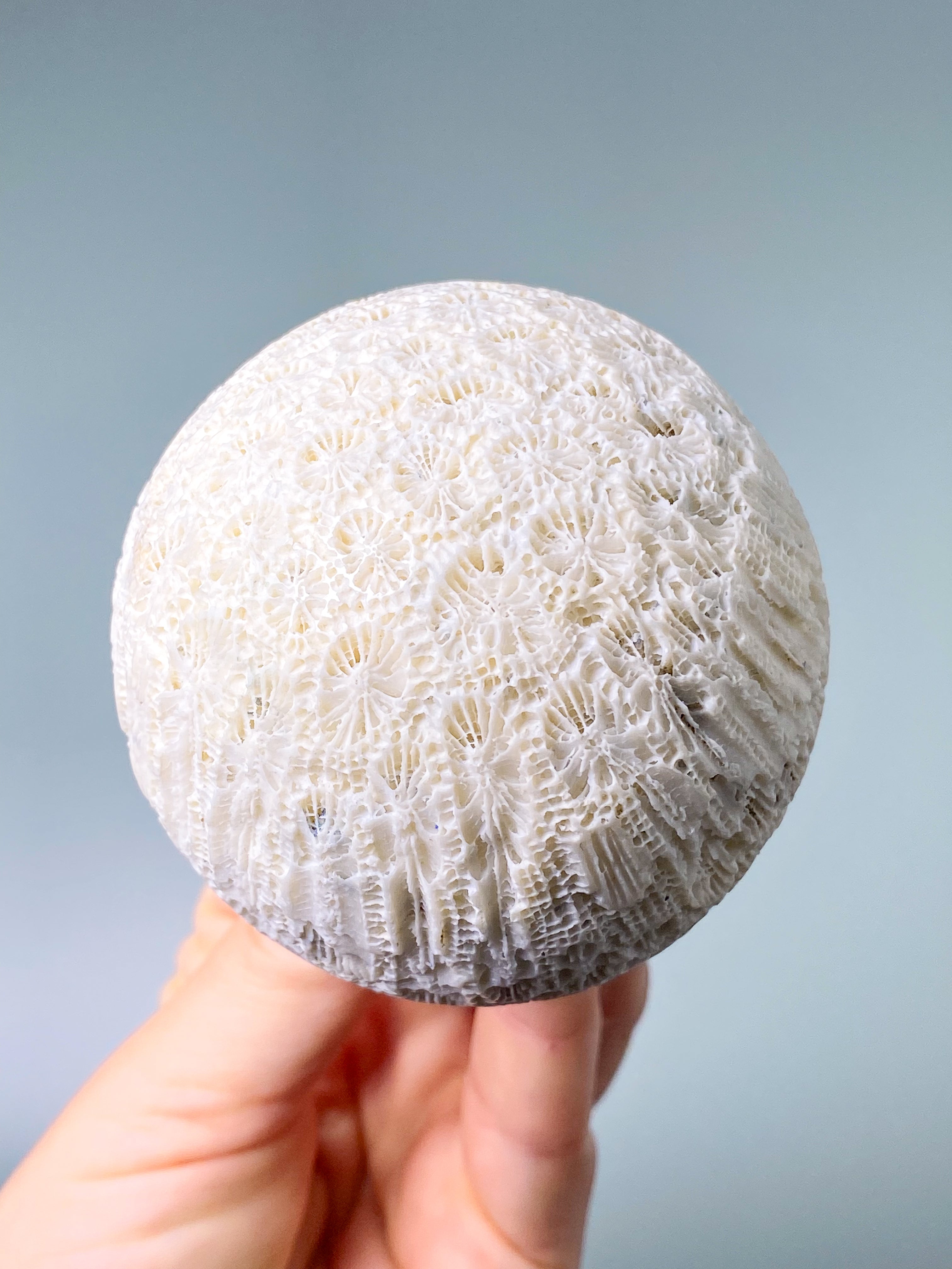 Koralrods Fossil Kugle (Nr. 2)