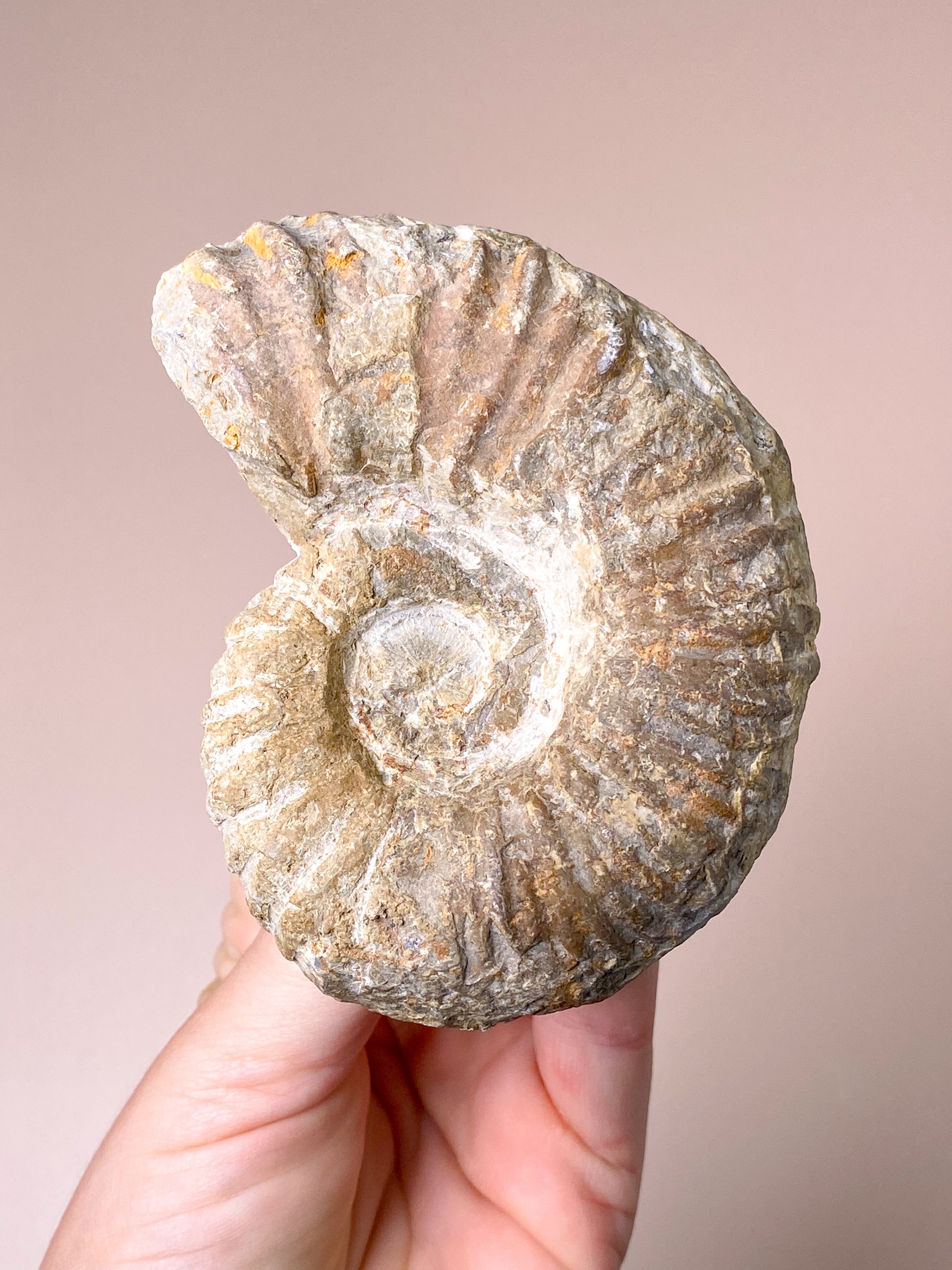 Stor Ammonit (Nr. 4)