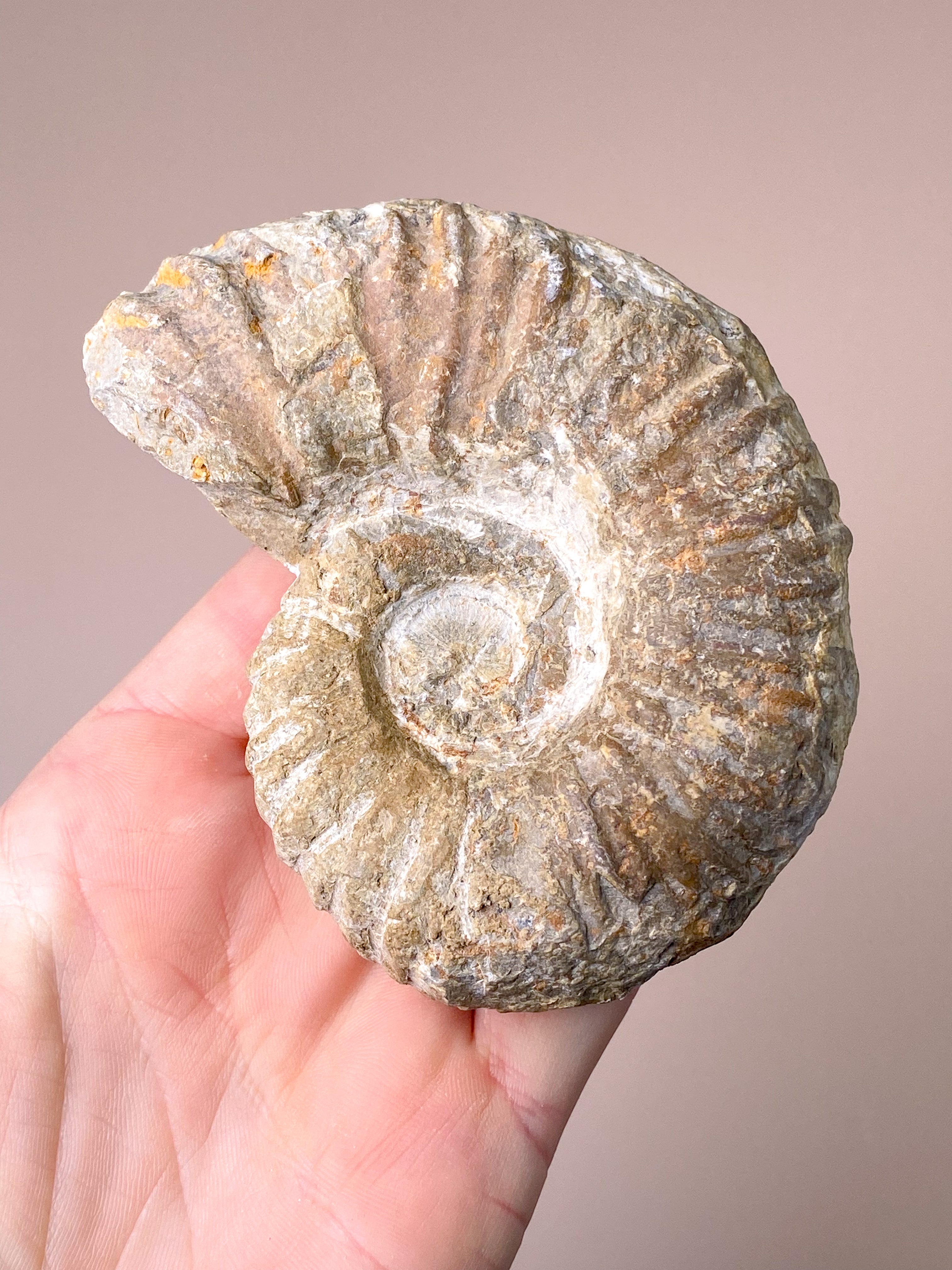 Stor Ammonit (Nr. 4)