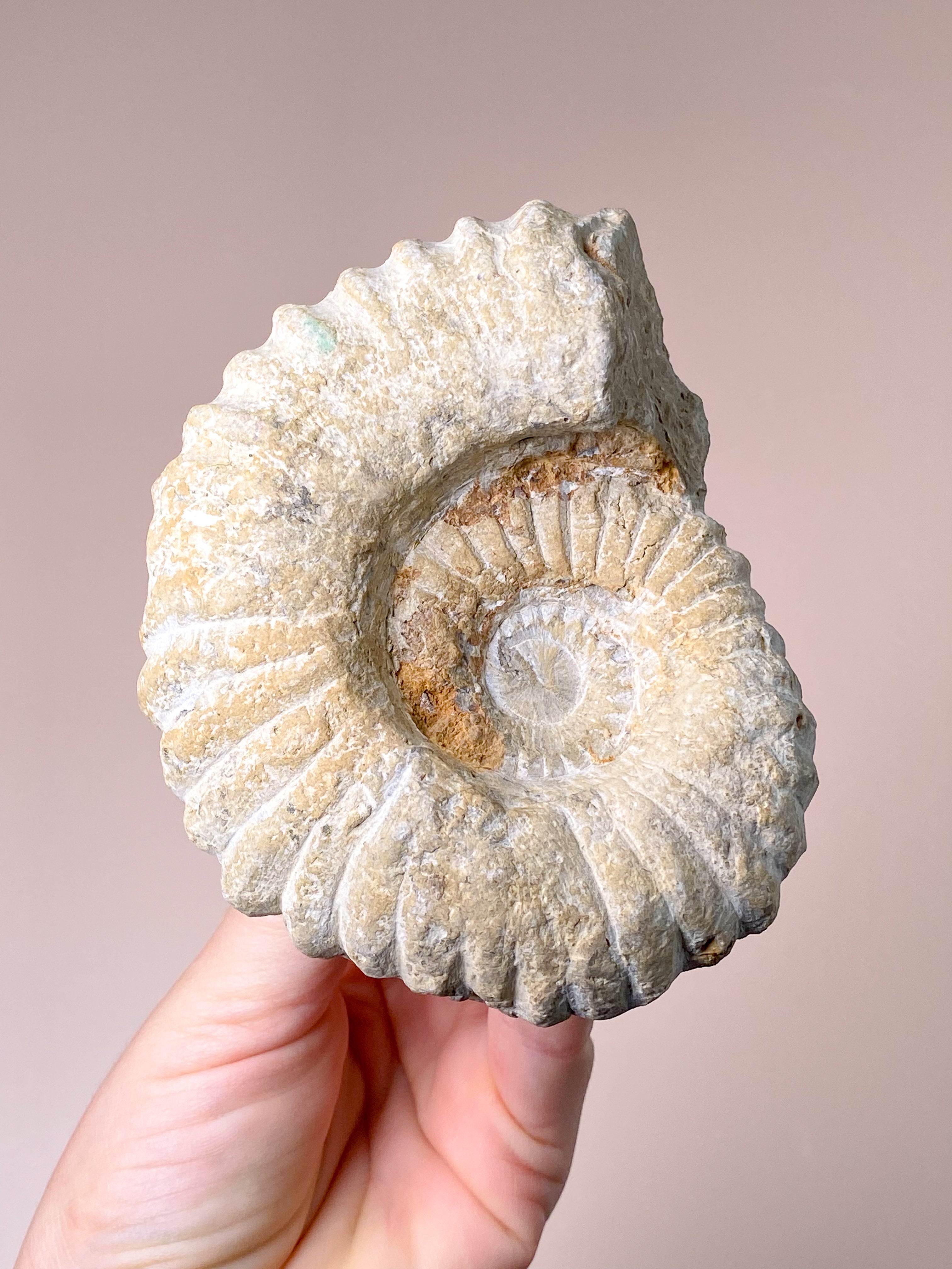 Stor Ammonit (Nr. 6)