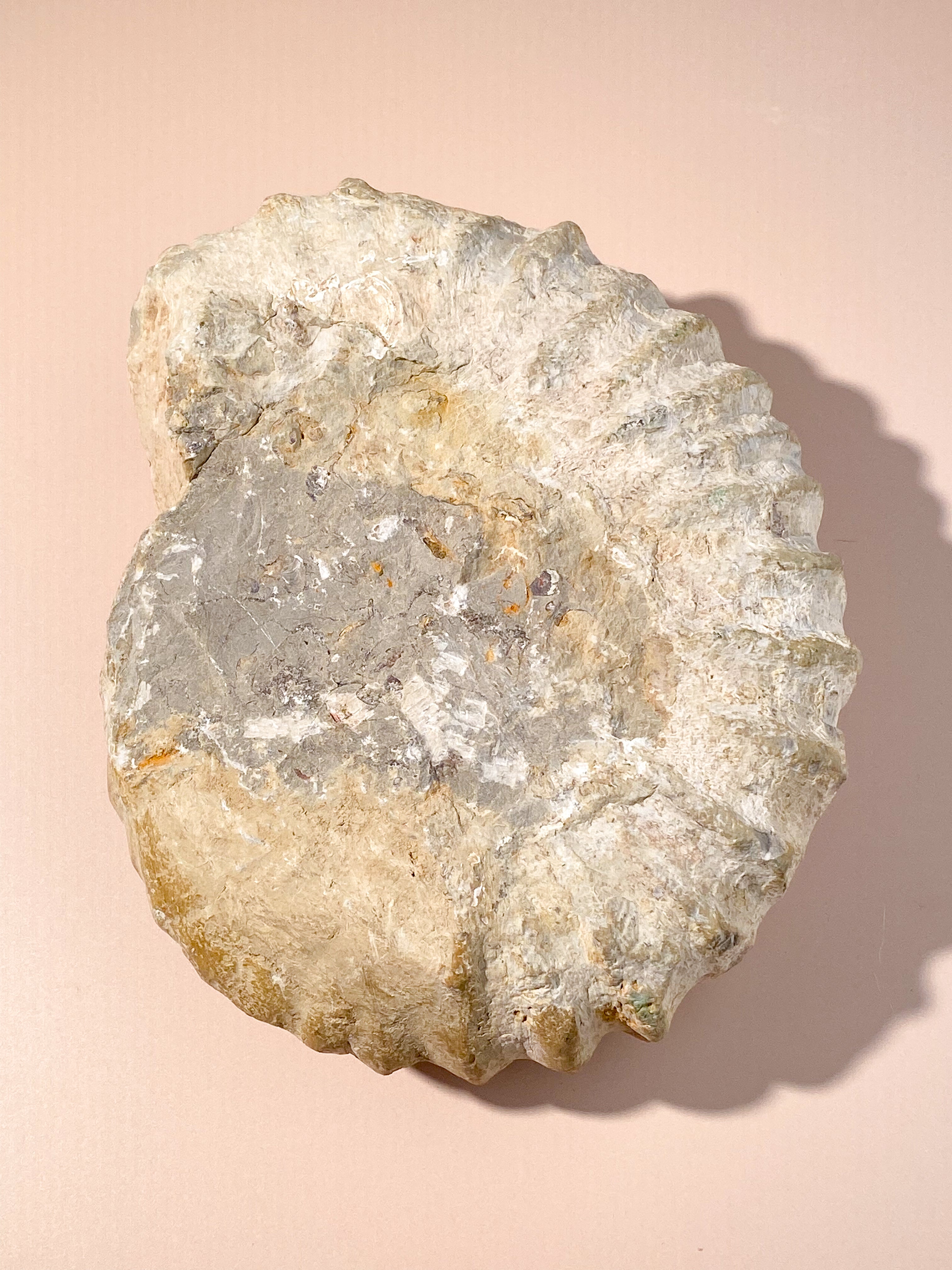 Stor Ammonit (Nr. 9)