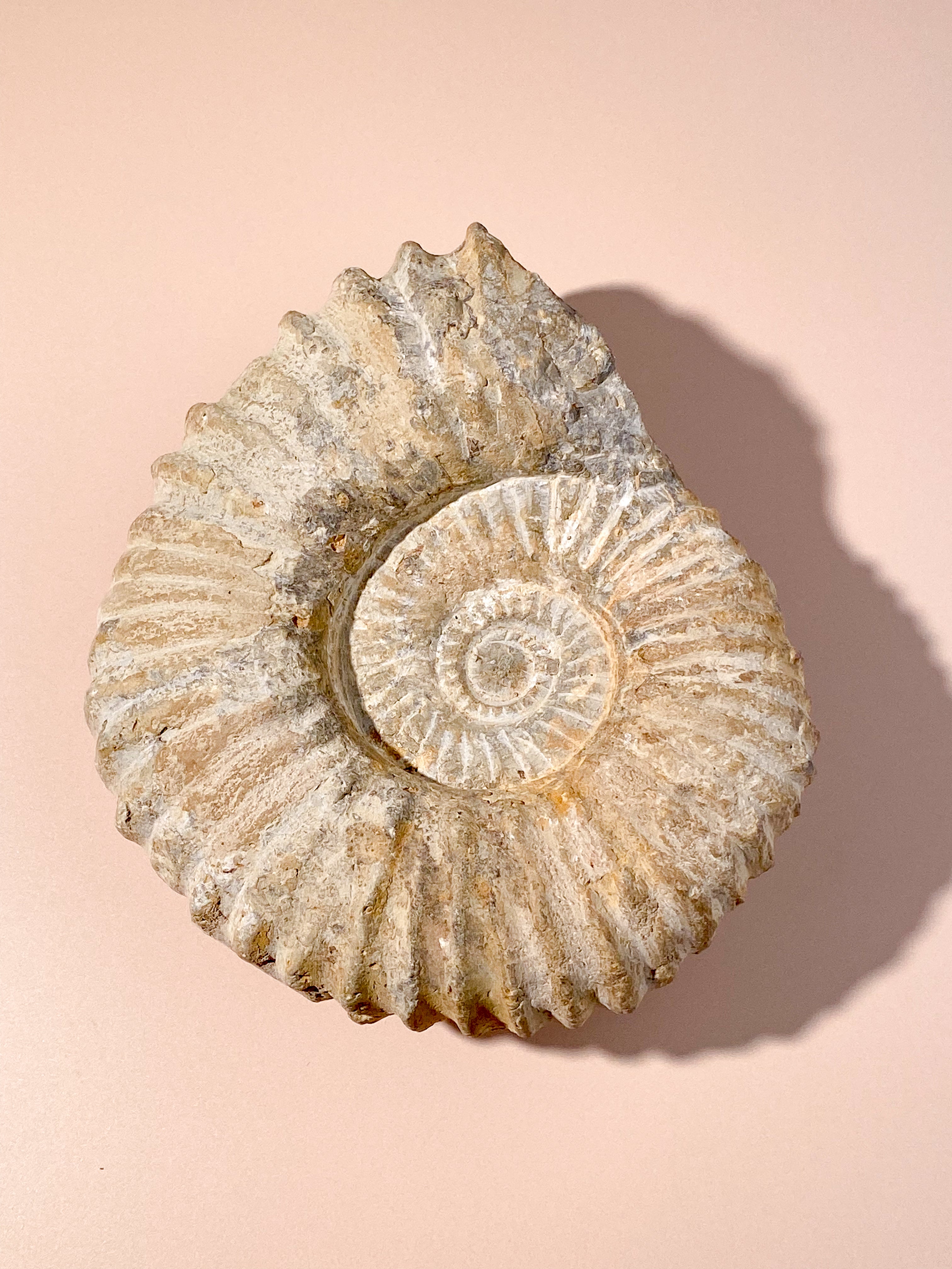 Stor Ammonit (Nr. 10)