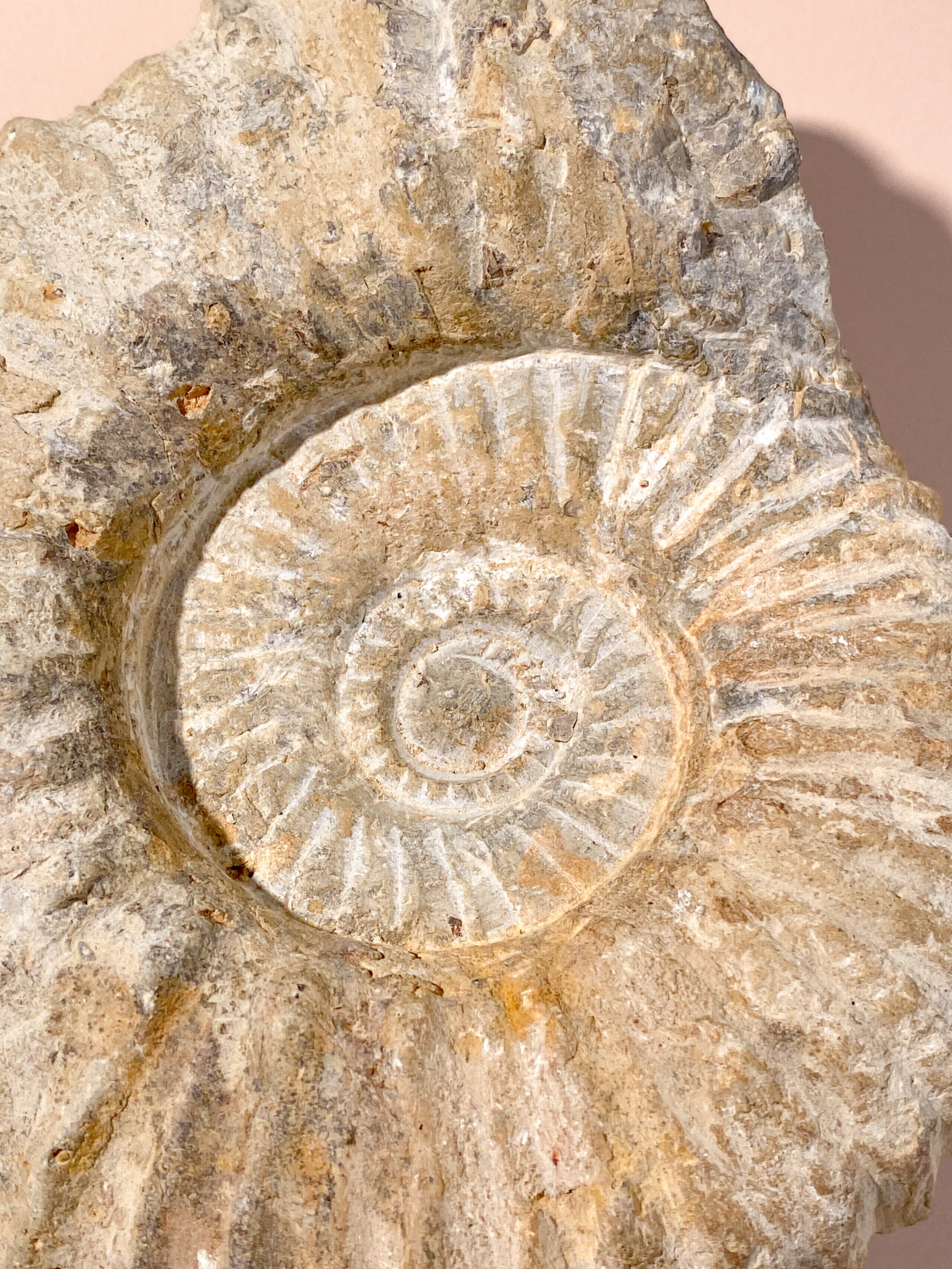 Stor Ammonit (Nr. 10)