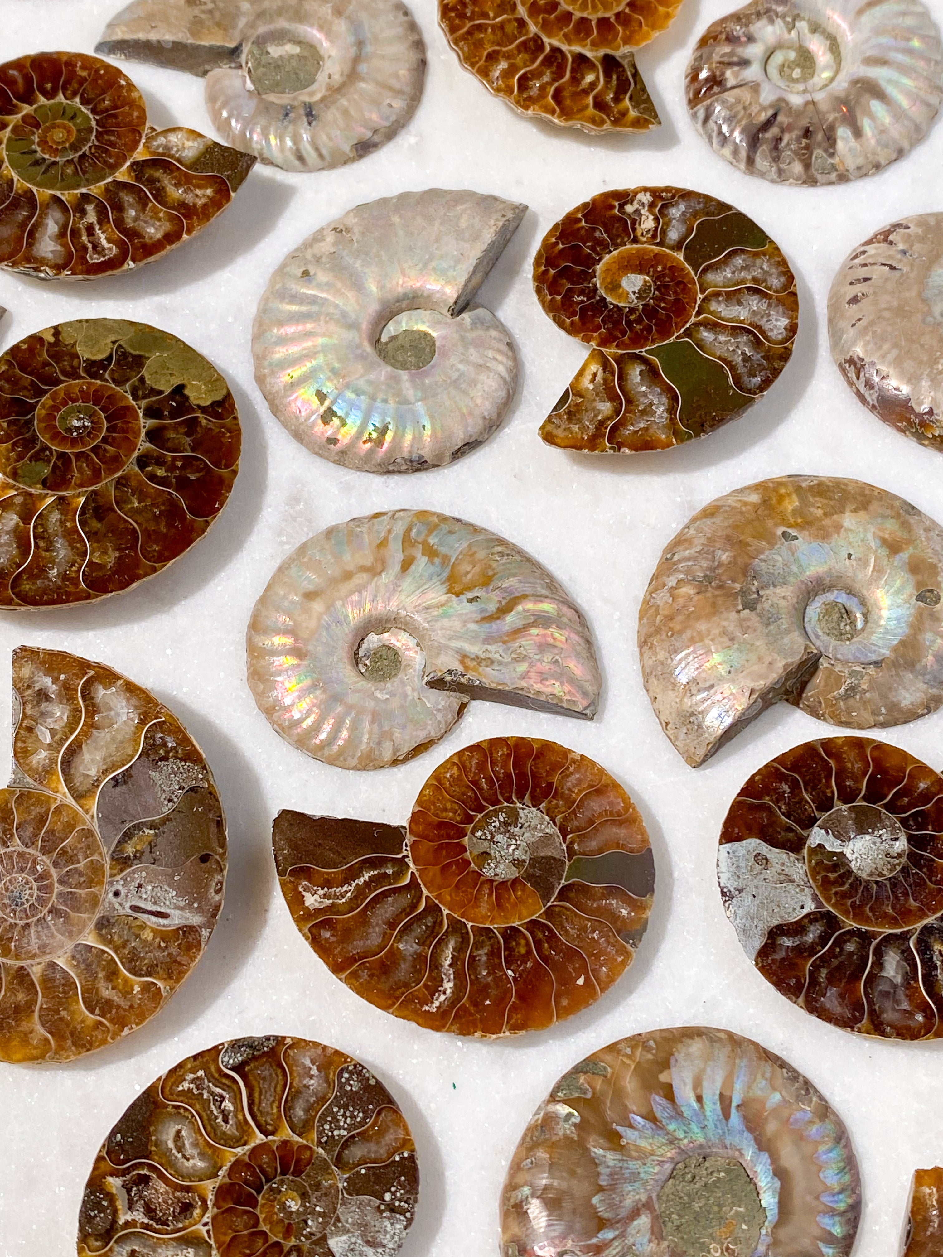 Regnbue Ammonit Sæt