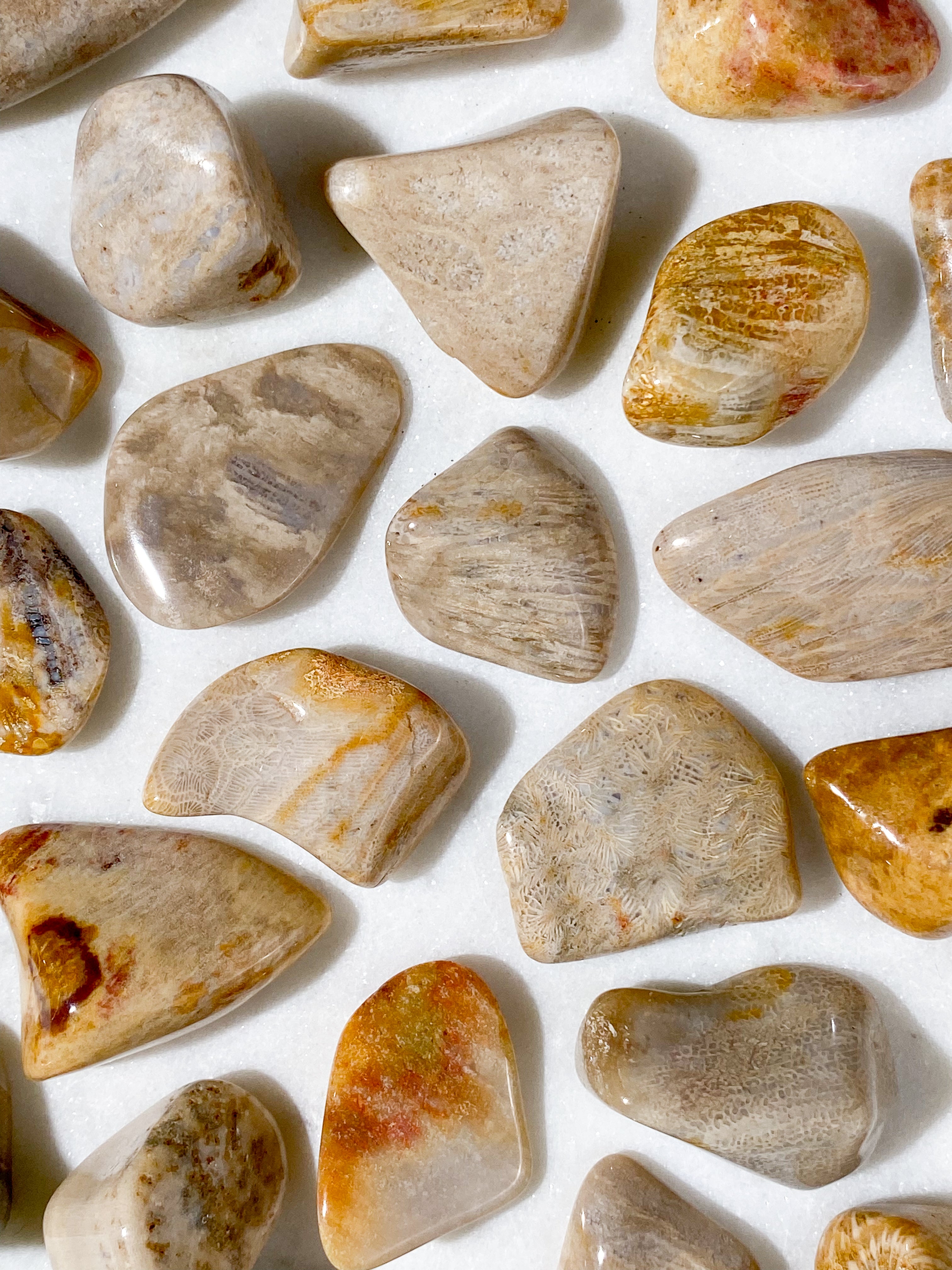 Koralrods Fossil Poleret